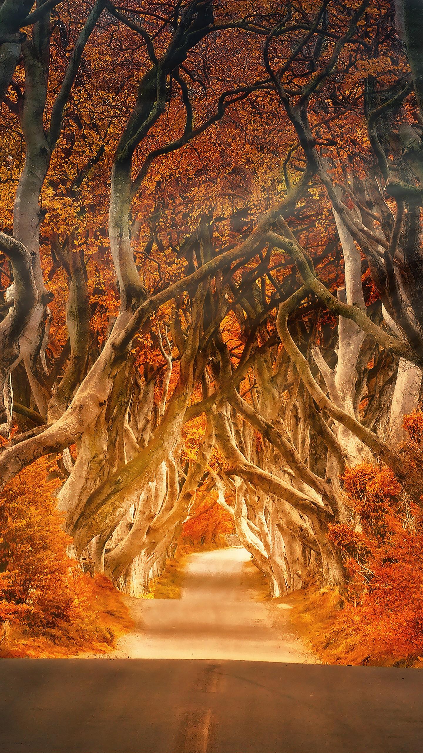 1440x2560 Autumn Forest Road 4K 8K Wallpaper