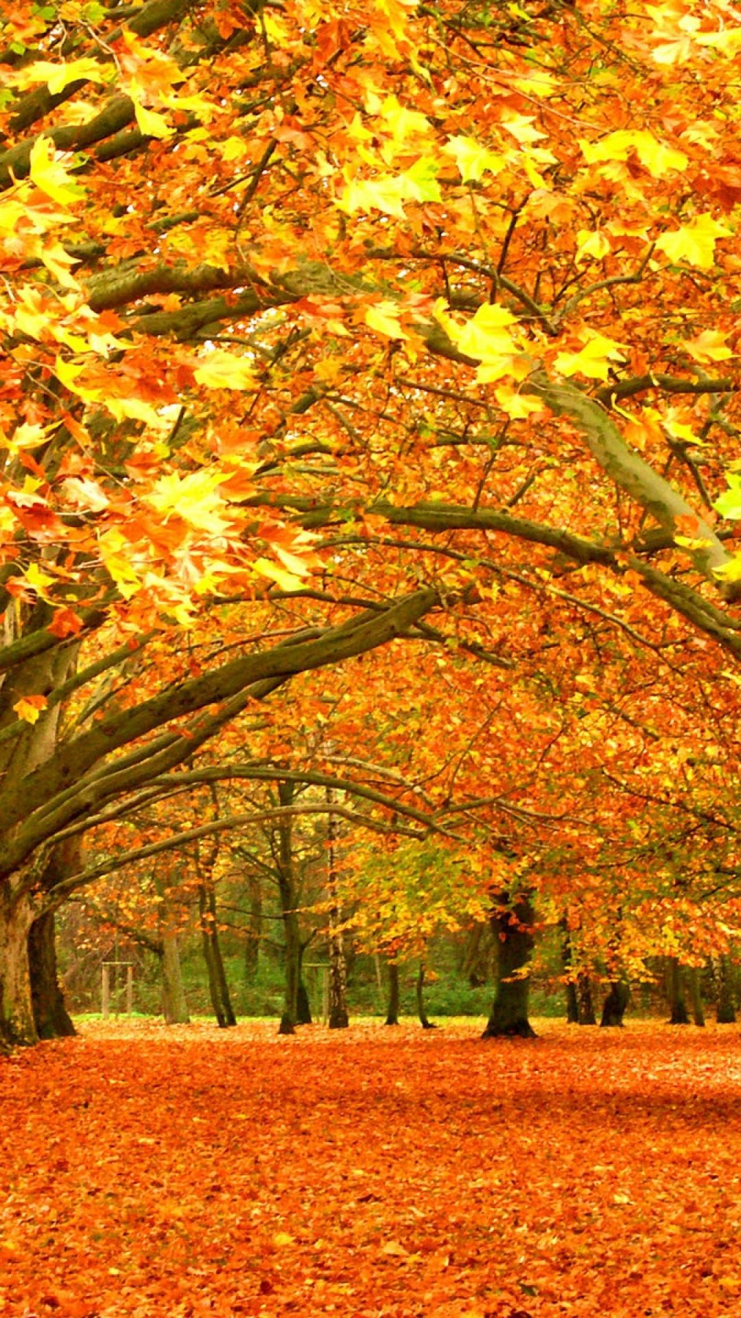 Autumn Forest Iphone Wallpapers Top Free Autumn Forest Iphone Backgrounds Wallpaperaccess 