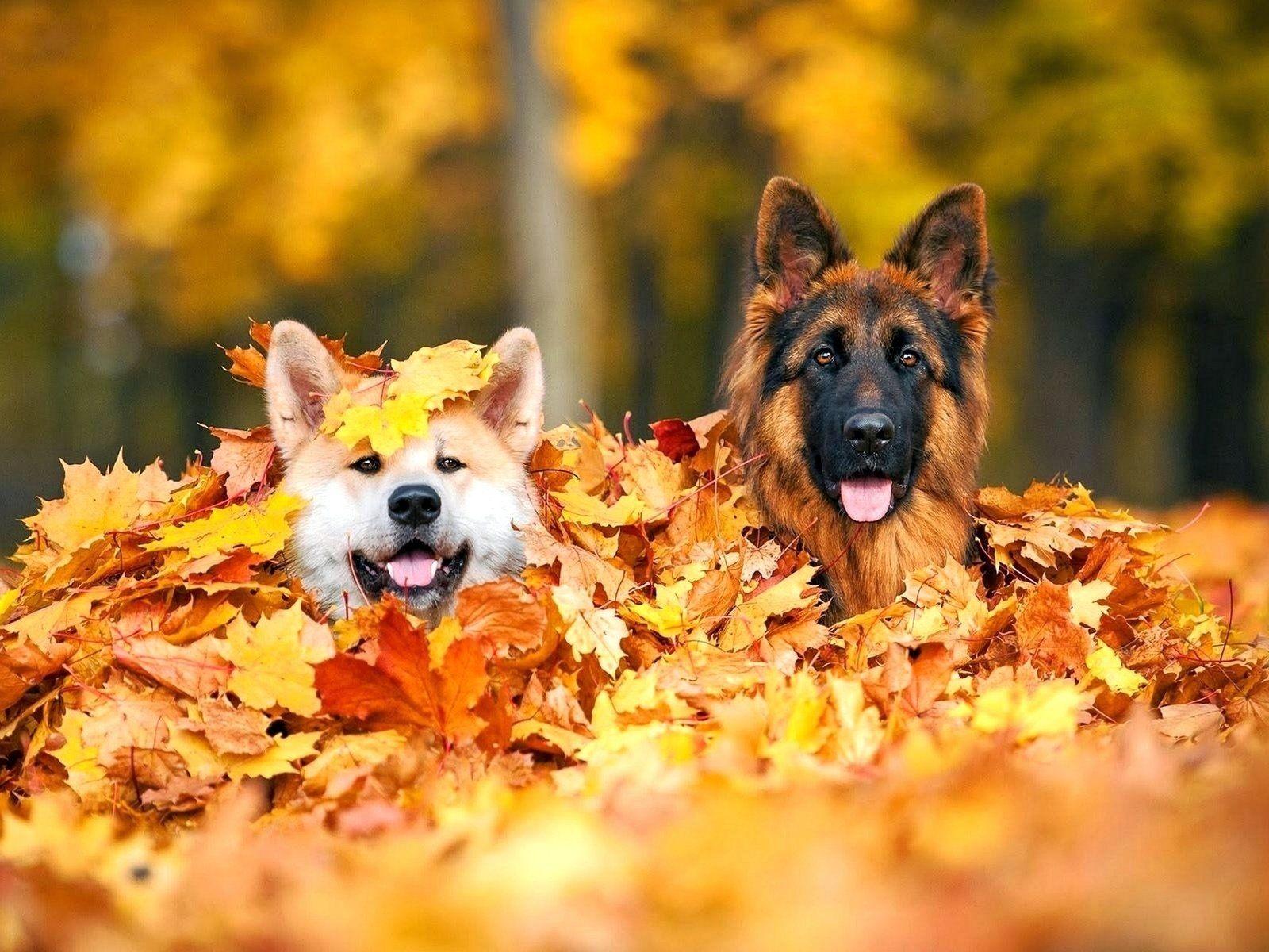1600x1200 German Shepherd Autumn Wallpaper