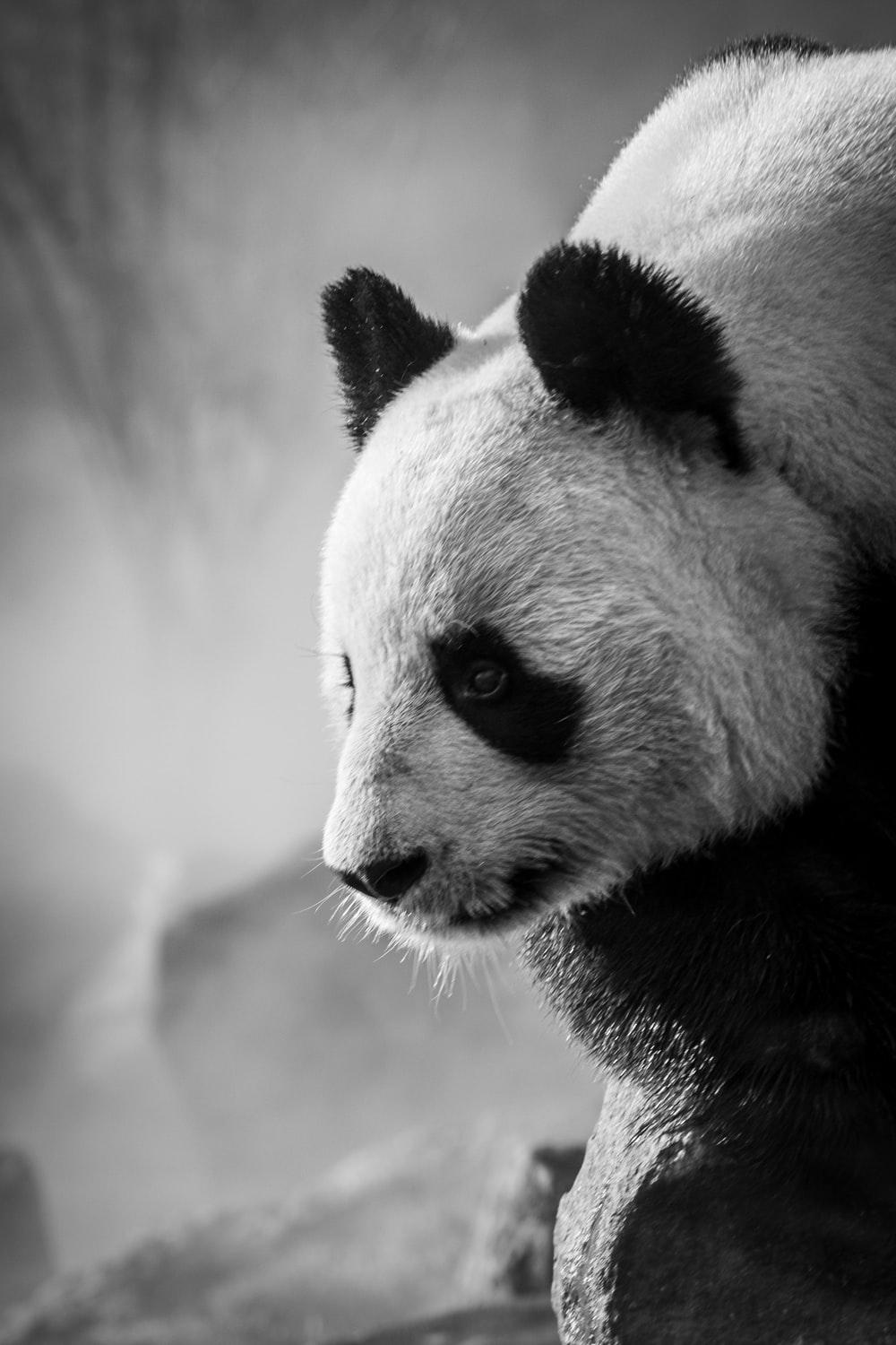 1000x1500 Panda Wallpaper: Free HD Download [HQ]