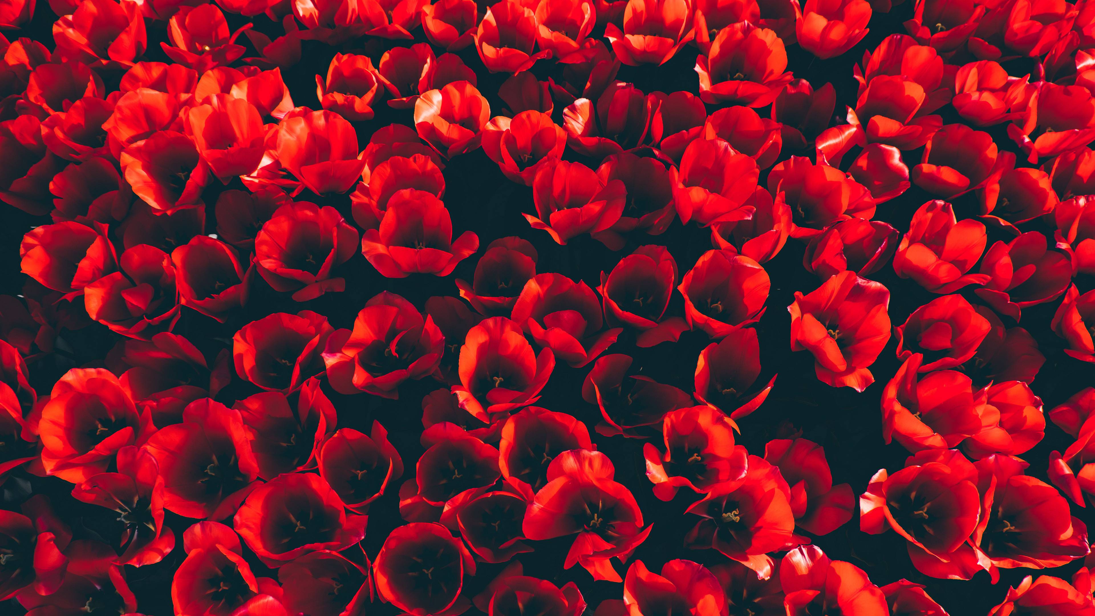 3840x2160 Microsoft Surface Lap Stock Wallpaper