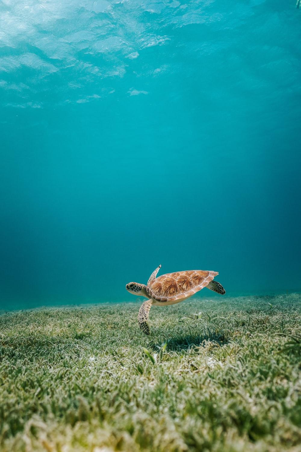1000x1499 Turtle Picture. Download Free Image