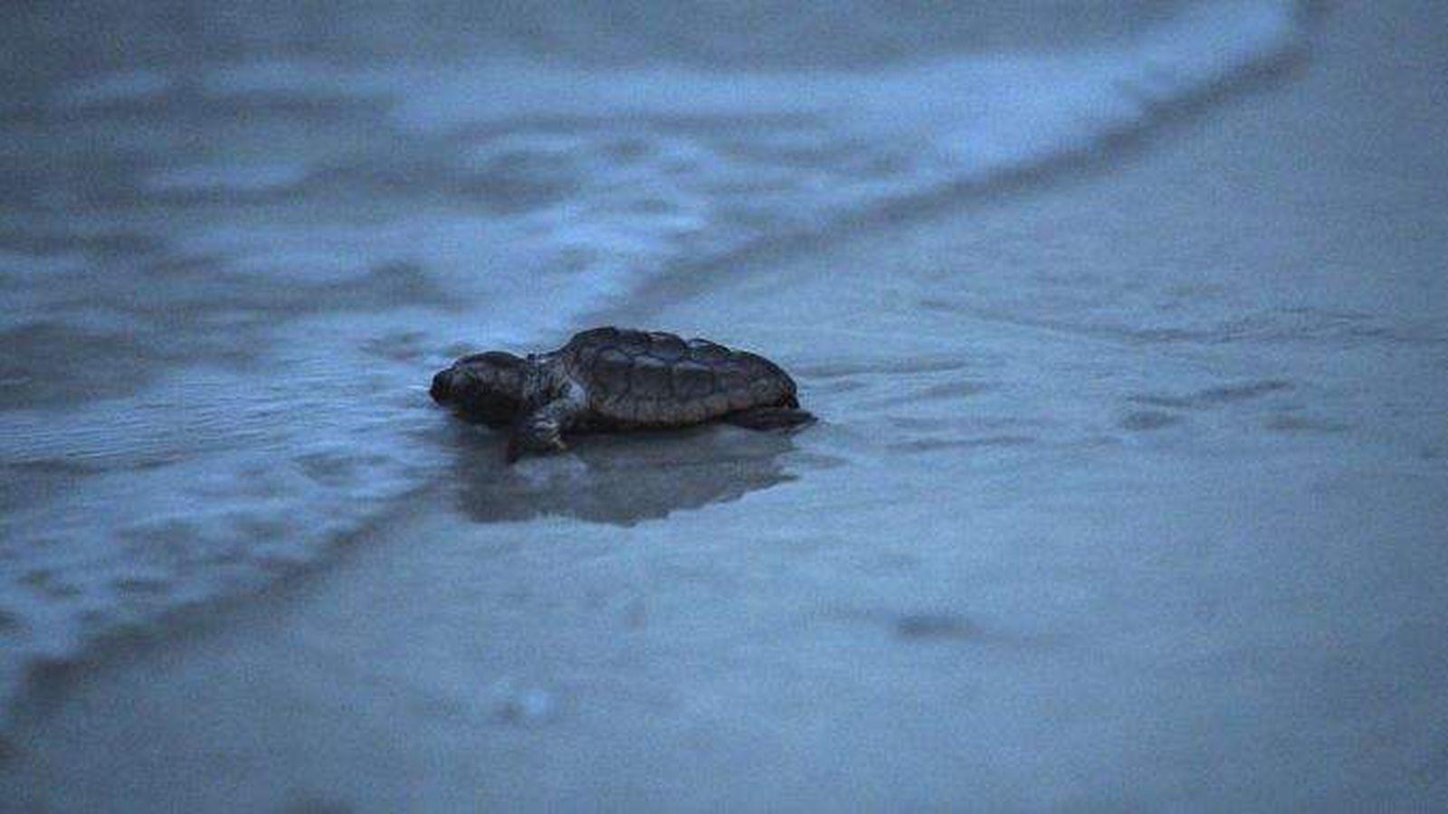 Turtles all the Way Down Wallpapers Top Free Turtles all the Way Down