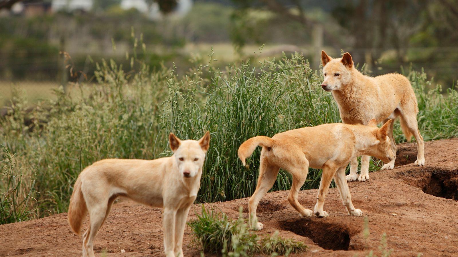 1600x900 Dingo victim Deb Rundle feared for her life in dingo attack