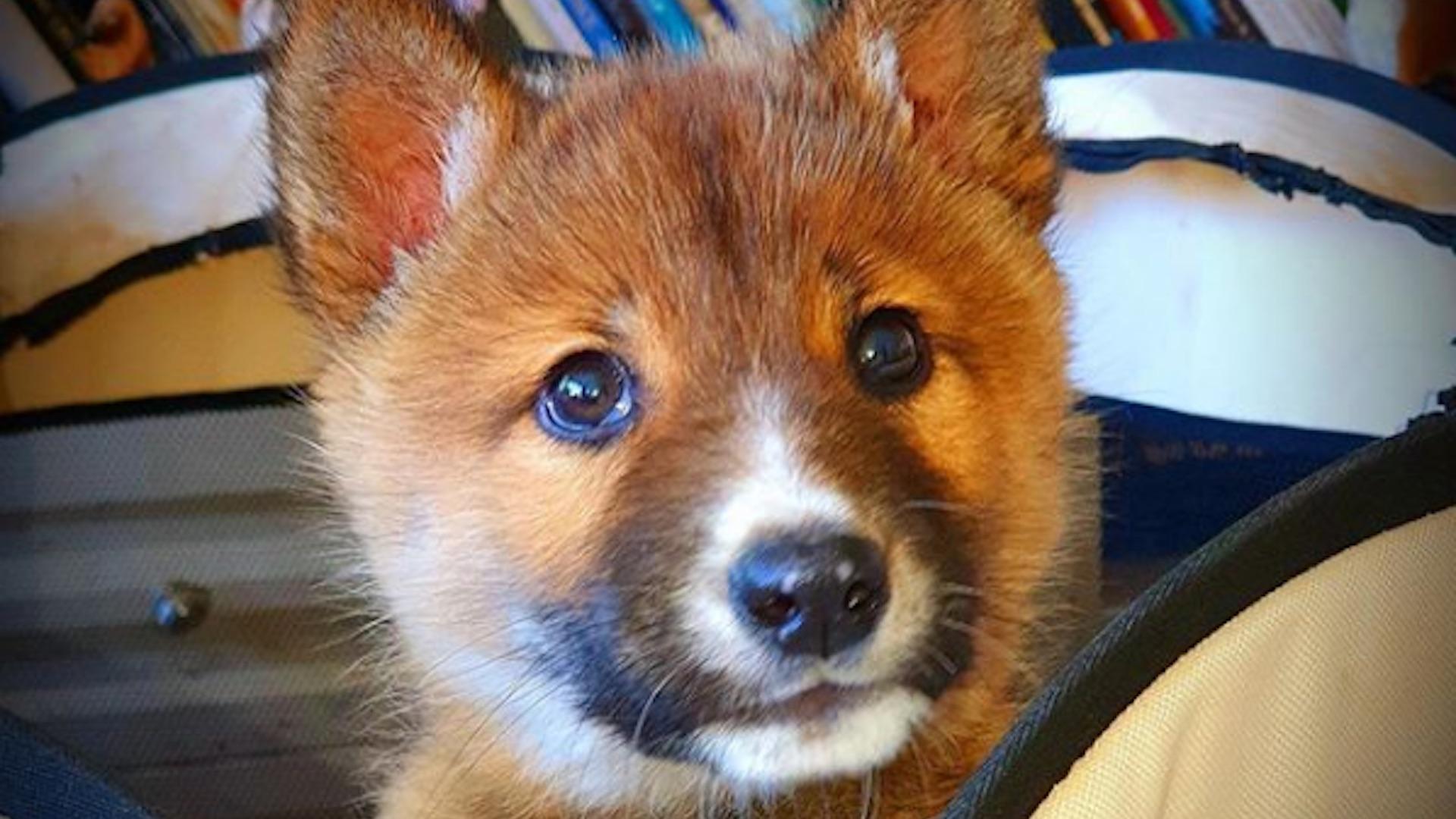 1920x1080 Stray puppy is a dingo: DNA test reveals pup in backyard is really an endangered species Washington Post