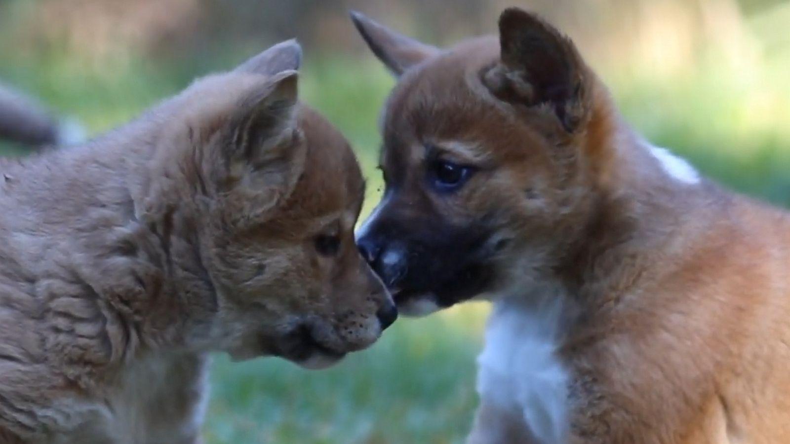 1600x900 These two dingo pups are best friend goals