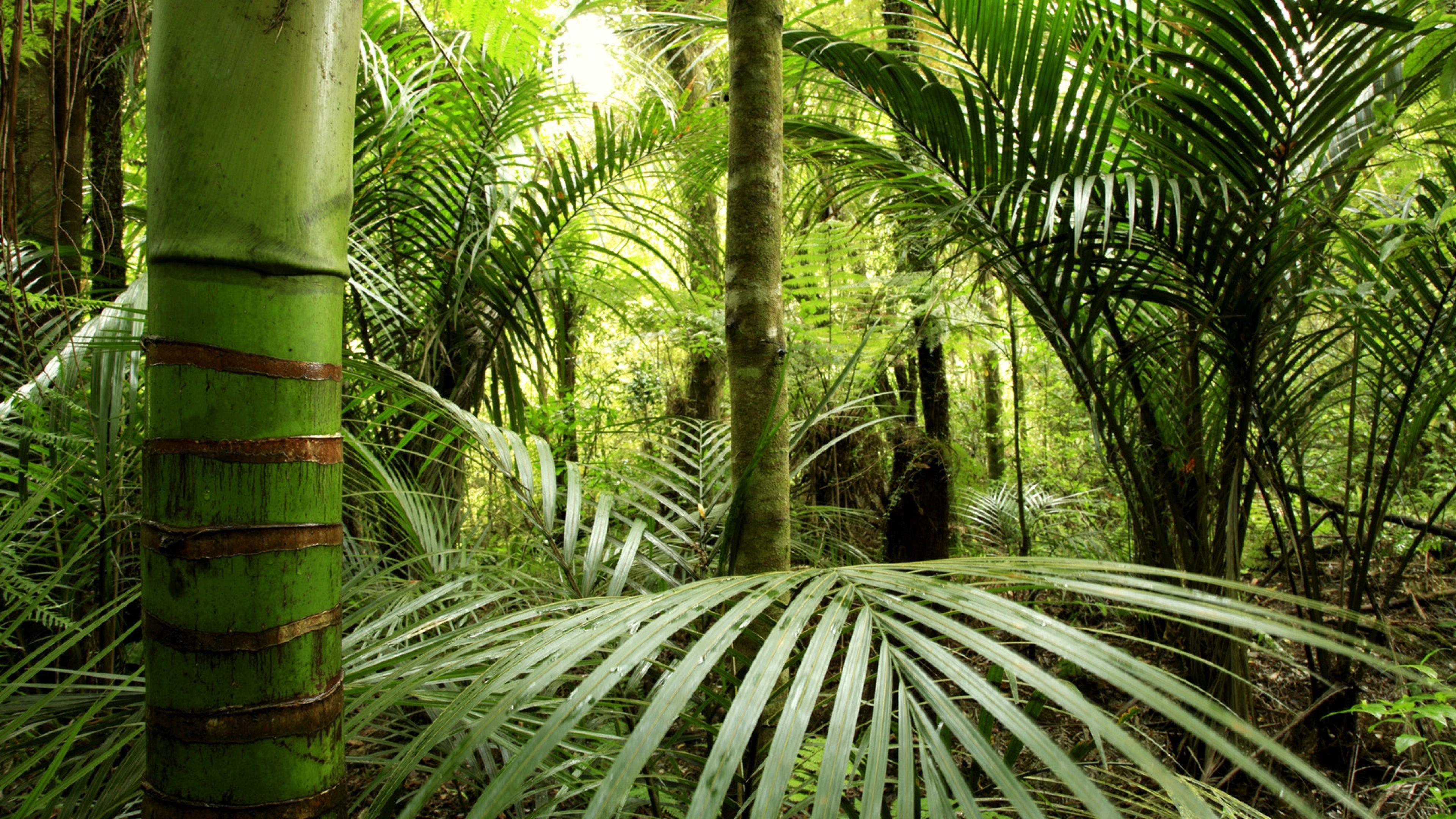 3840x2160 Wallpaper jungle, bamboo, greens, leaves. Jungle wallpaper, Mural, Wall murals
