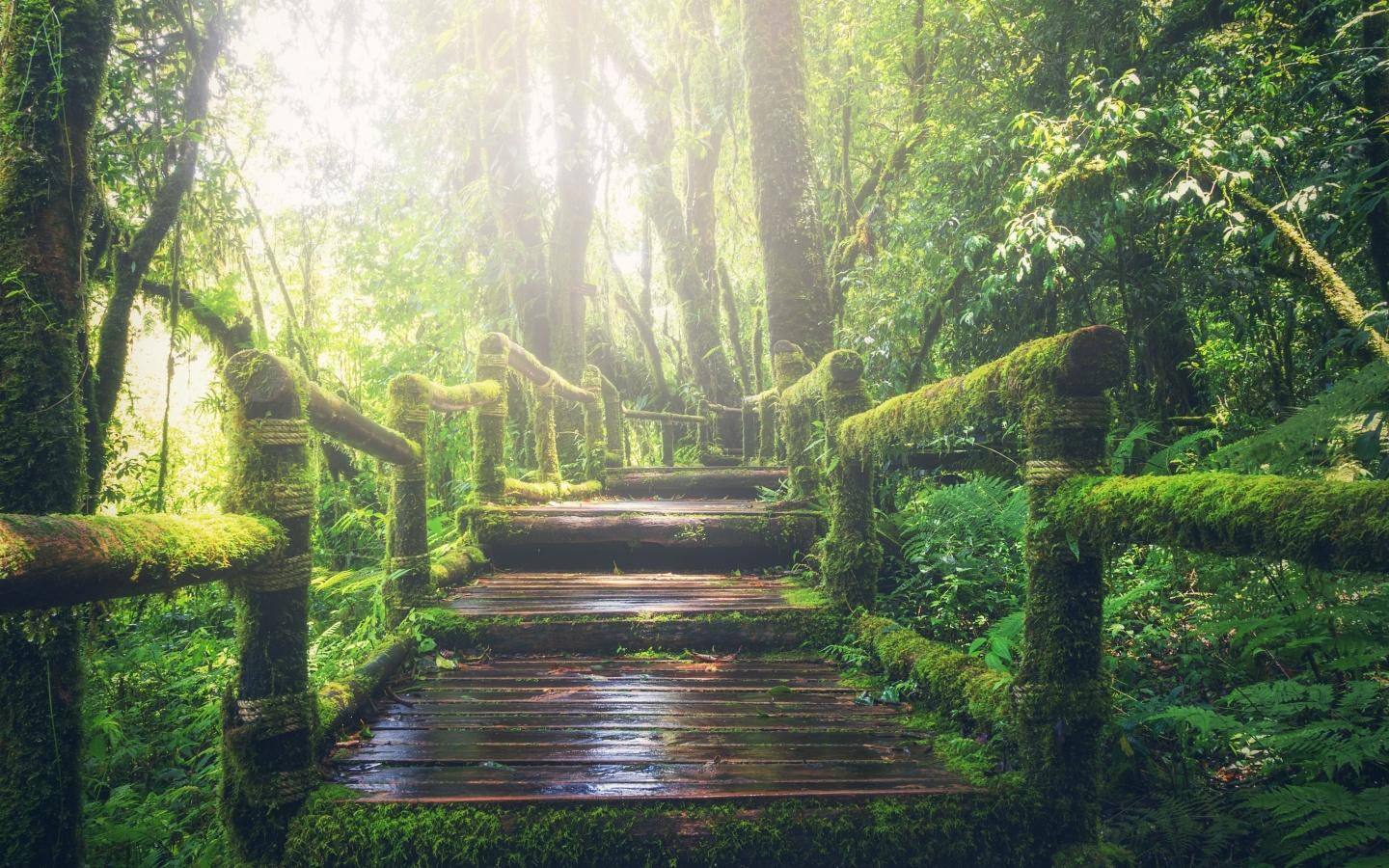 1440x900 Rainforest Wallpaper 4K, Wooden bridge, Daylight, Footpath, Green, Forest, Nature