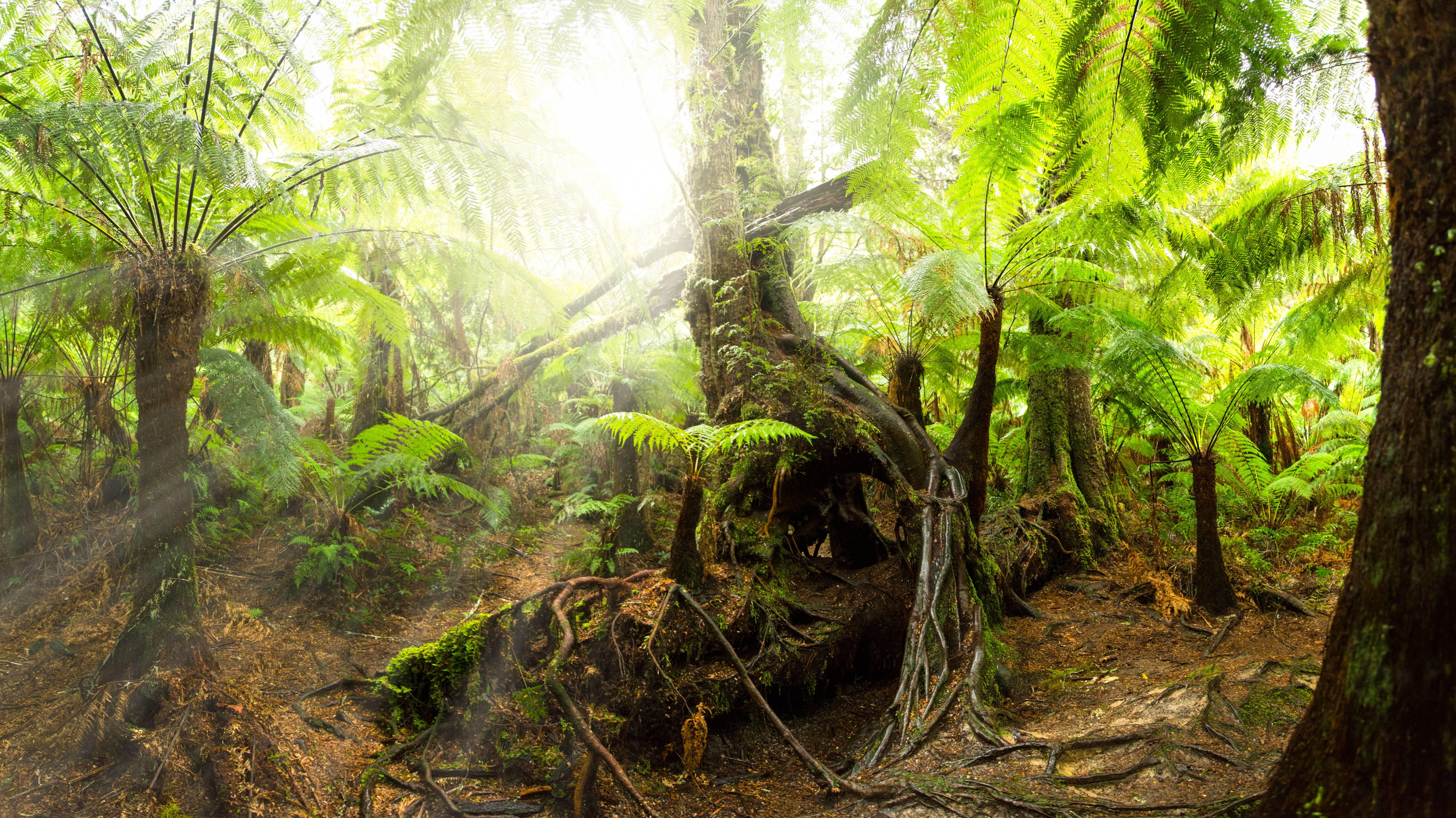 7550x4246 Rainforest Wallpaper HD