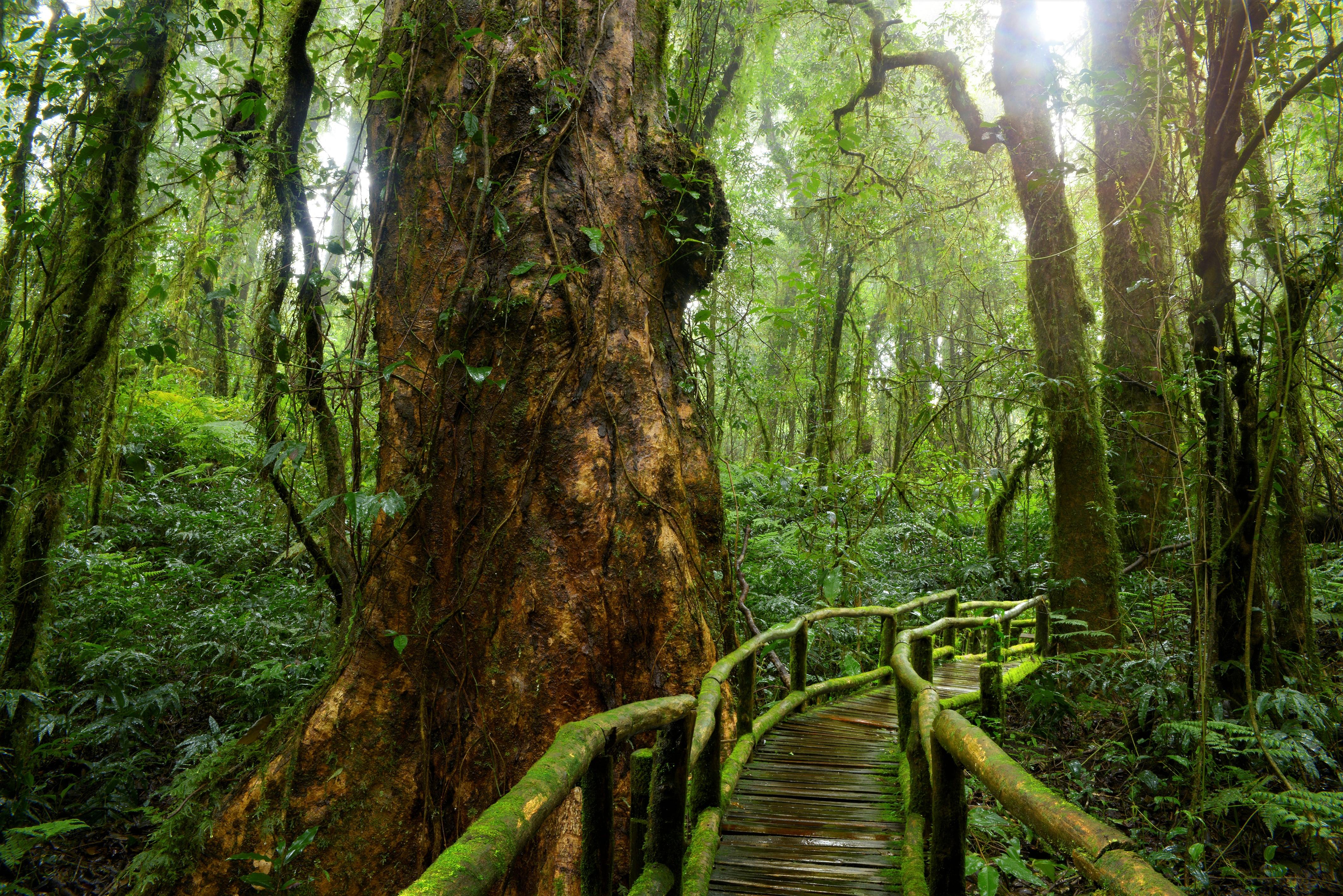 4252x2838 Wooden Bridge in Tropical Forest 4k Ultra HD Wallpaper