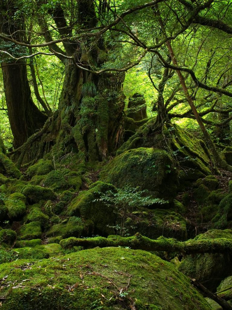 768x1024 Free download Rainforest 4K HD Desktop Wallpaper for 4K Ultra HD TV Dual [2560x1600] for your Desktop, Mobile & Tablet. Explore Rain Forest HD Wallpaper. Rain Forest HD Wallpaper