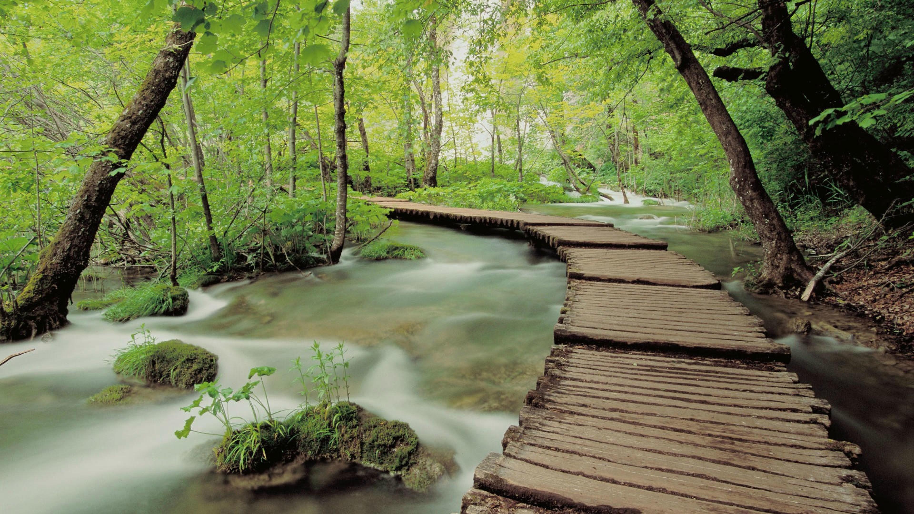 3840x2160 Rainforest Walk 4K Ultra HD