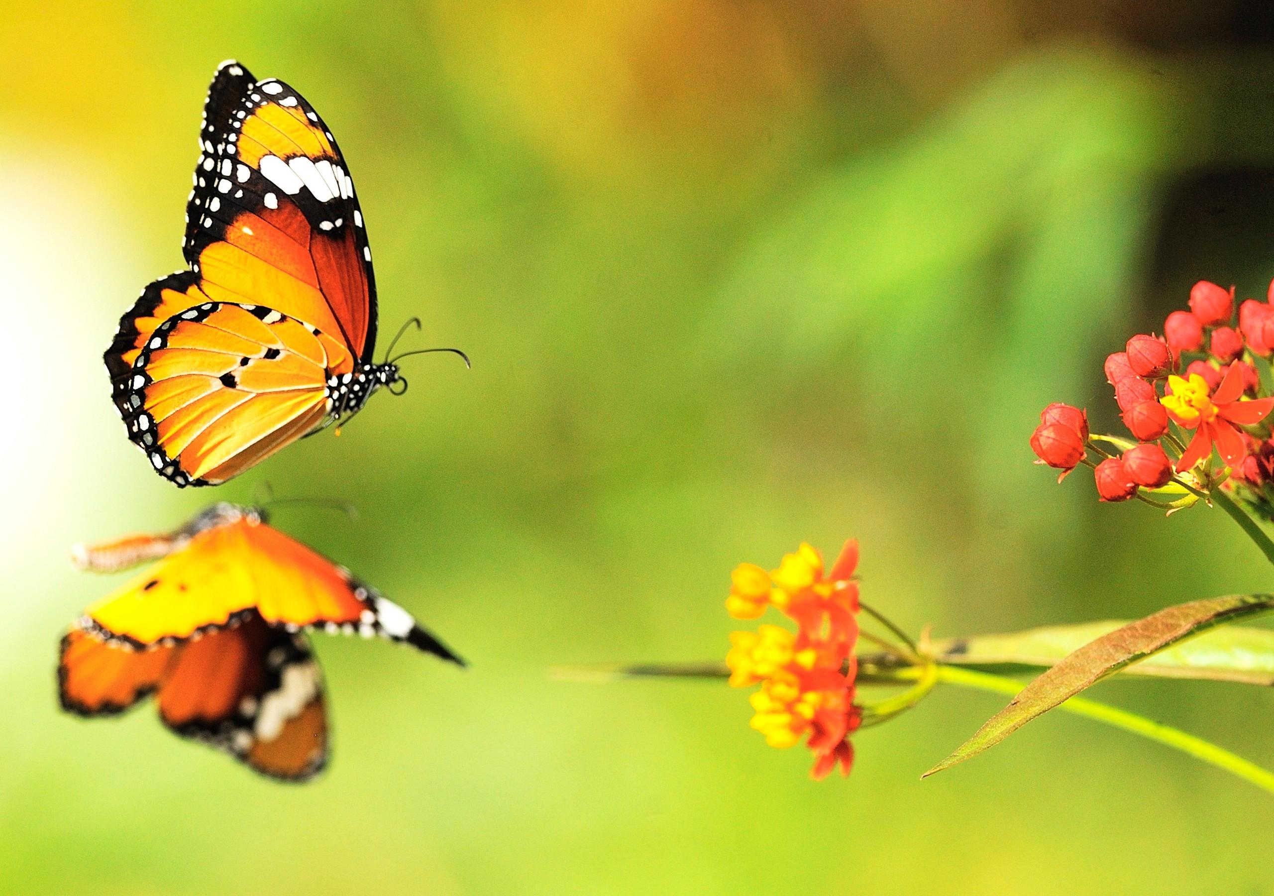 2560x1800 Download Wallpaper, Download 2560x1600 butterfly 2560x1800 wallpaper Animals HD Wallpaper, Hi Res Animals Wallpaper, High Definition Wallpaper