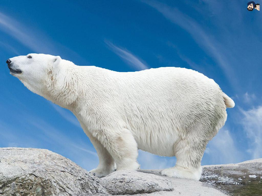 1024x768 Polar Bear hypercarnivorous bear native to Arctic Circle