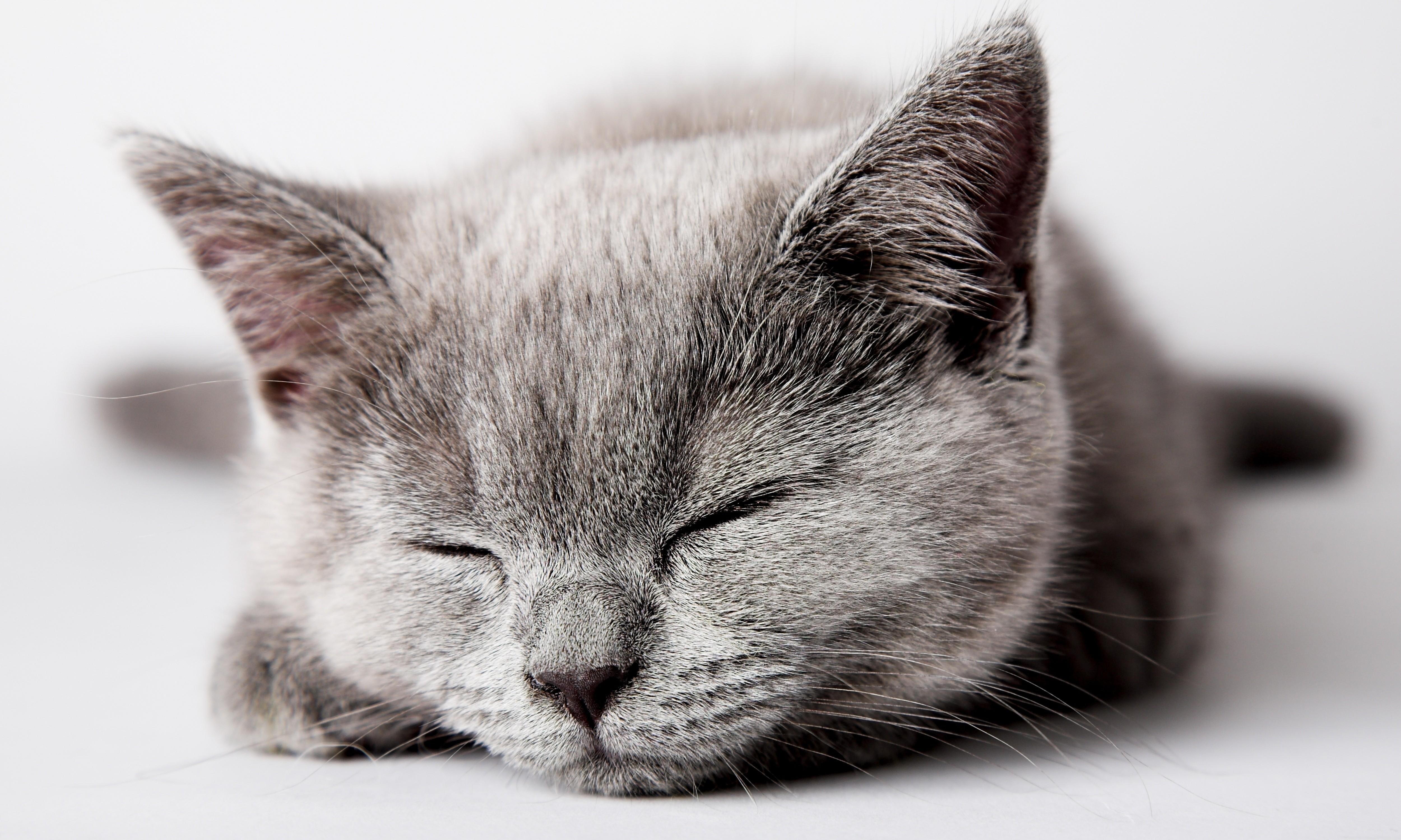 5000x3000 cats animals pets 5000x3000 wallpaper High Quality Wallpaper, High Definition Wallpaper