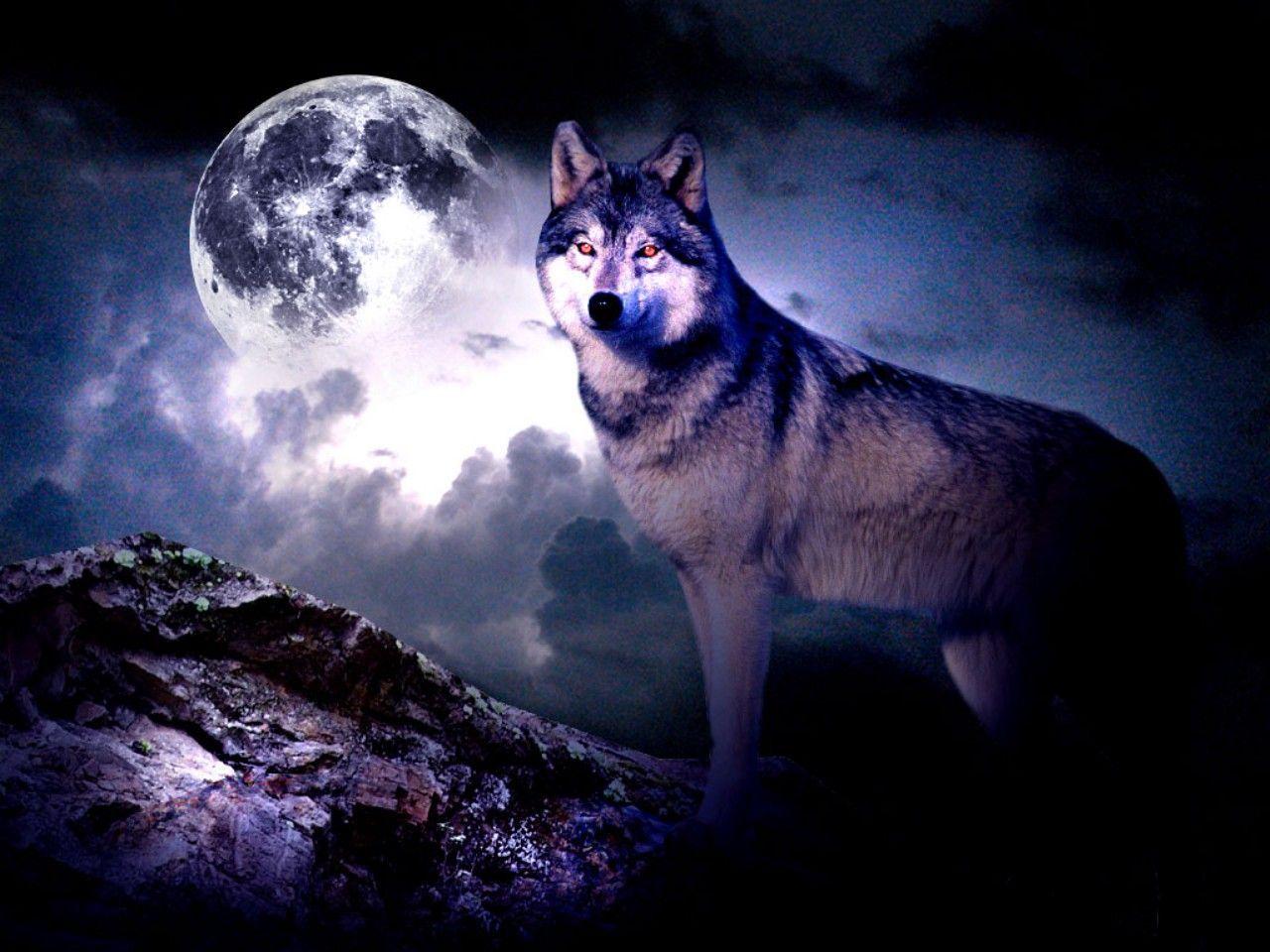 Night Wolf Wallpapers - Top Free Night Wolf Backgrounds - Wallpaperaccess