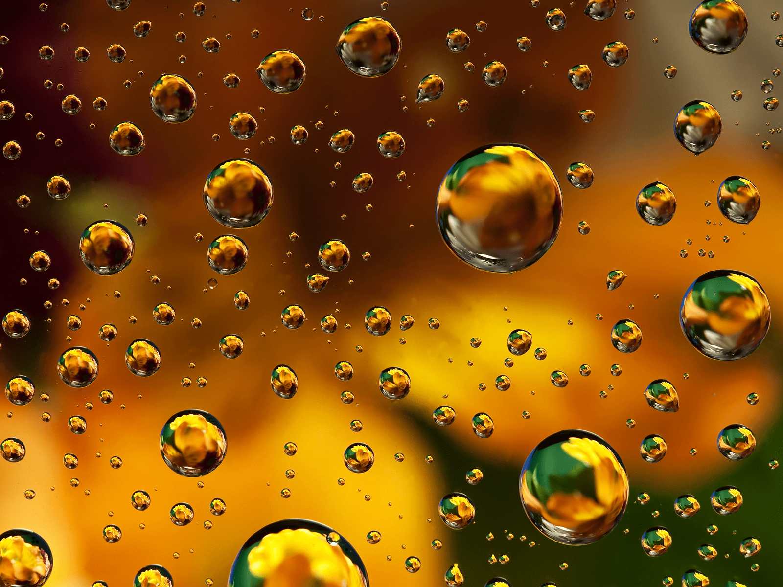 1600x1200 Free download Water Drops on Gold and Green wallpaper Like All Propagandists [1600x1200] for your Desktop, Mobile & Tablet. Explore Gold and Green Wallpaper. Green and Black Wallpaper, Green