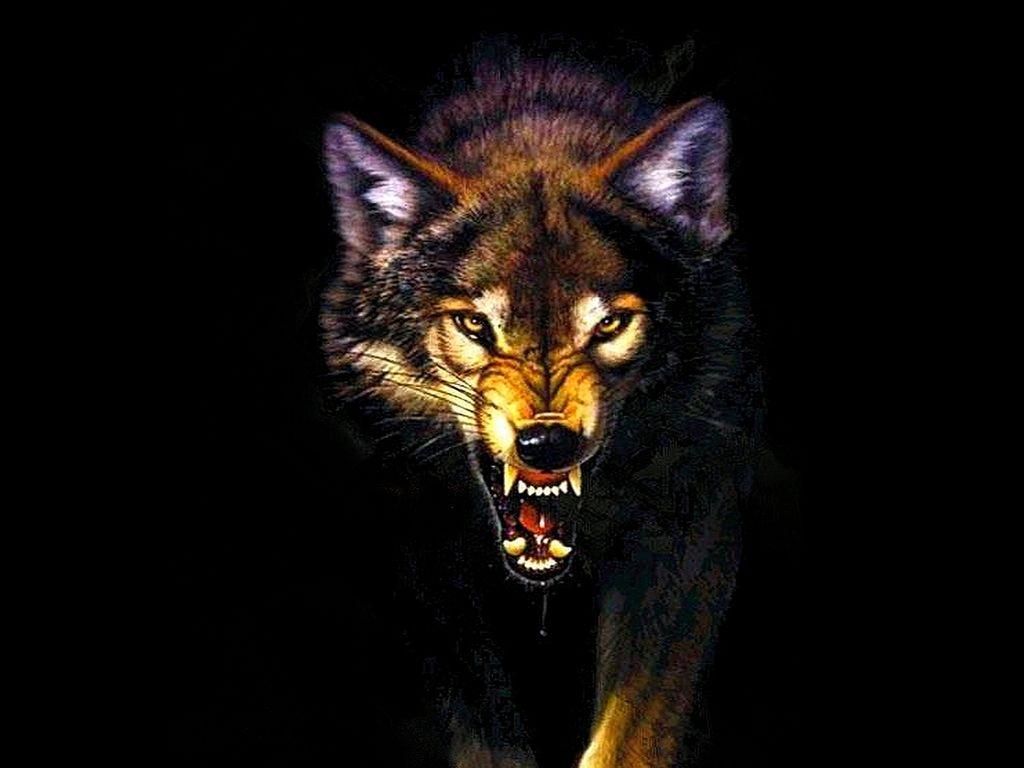 angry black wolf wallpaper