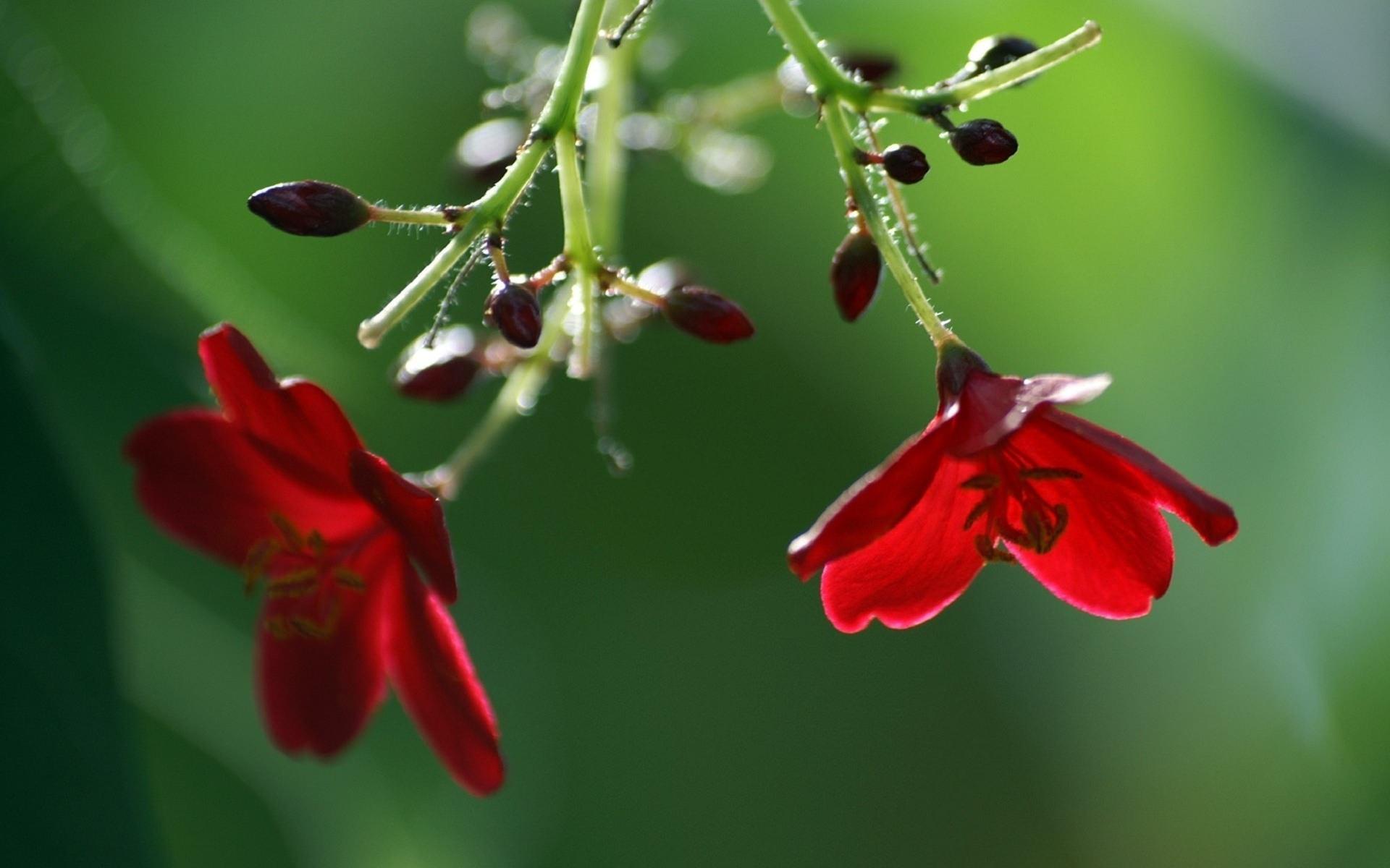 1920x1200 Beautiful red Flowers HD wallpaper. HD Latest Wallpaper