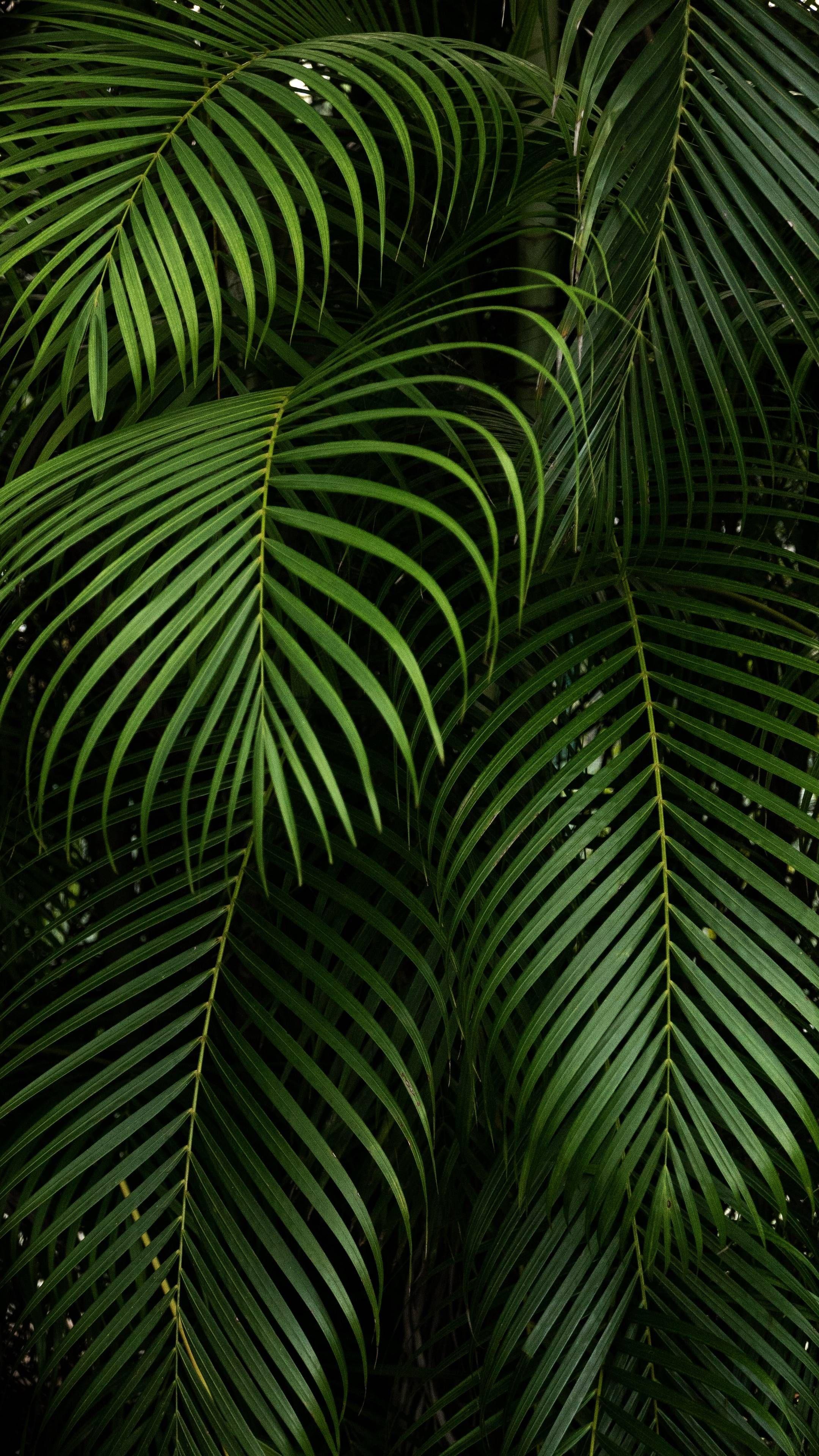 2160x3840 Download iPhone Xs, iPhone Xs Max, iPhone XR HD wallpaper branches, leaves, carved, green, plant,. Green leaf wallpaper, Leaves wallpaper iphone, Leaf wallpaper