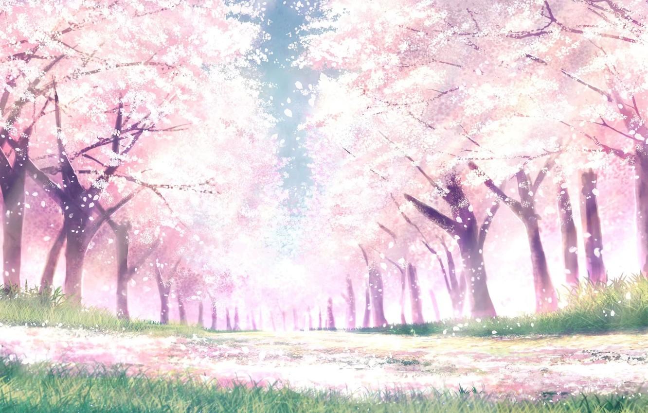 1332x850 Wallpaper Park, spring, Sakura image for desktop, section арт
