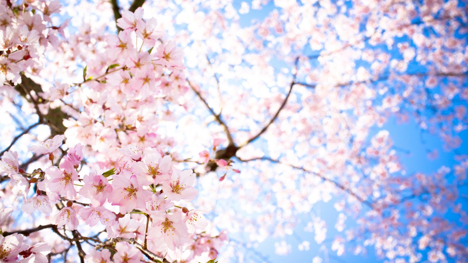 1600x900 Free download Sakura Flowers Wallpaper HD Freetopwallpapercom [4159x2763] for your Desktop, Mobile & Tablet. Explore Sakura Wallpaper. Cardcaptor Sakura Wallpaper, Sakura Haruno Wallpaper, Sakura Blossom Wallpaper