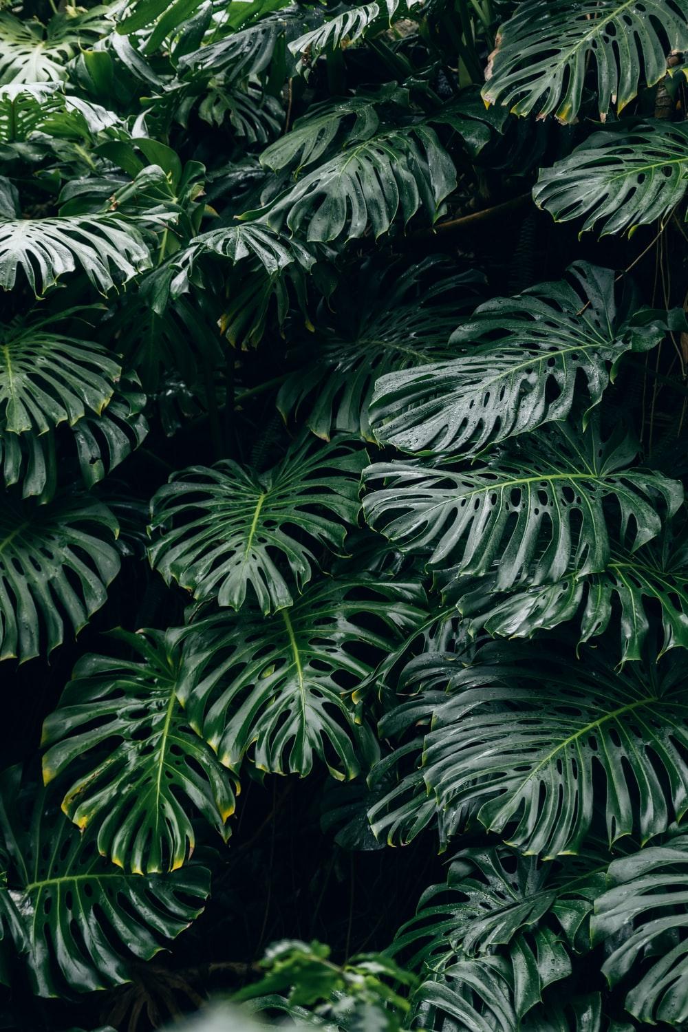 Monstera iPhone Wallpapers - Top Free Monstera iPhone Backgrounds