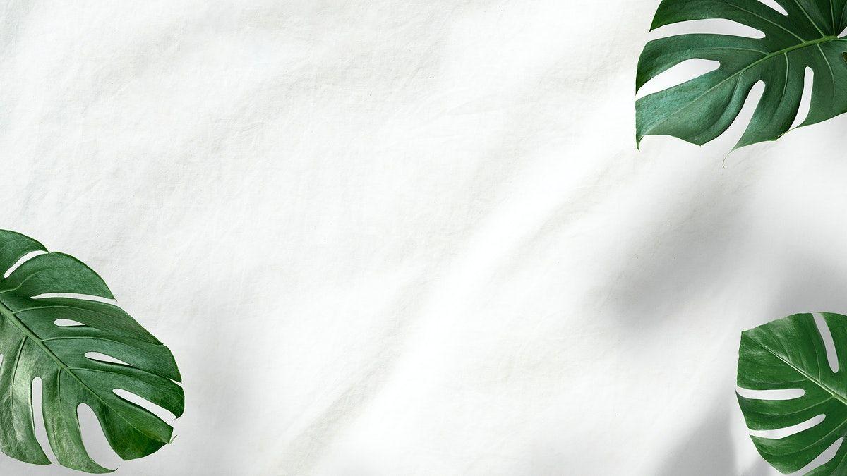 Monstera Desktop Wallpapers - Top Free Monstera Desktop Backgrounds ...