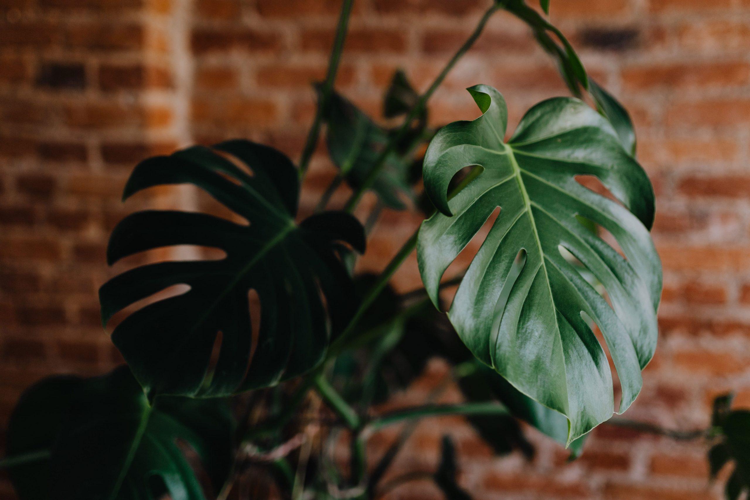 Monstera Leaf Desktop Wallpaper