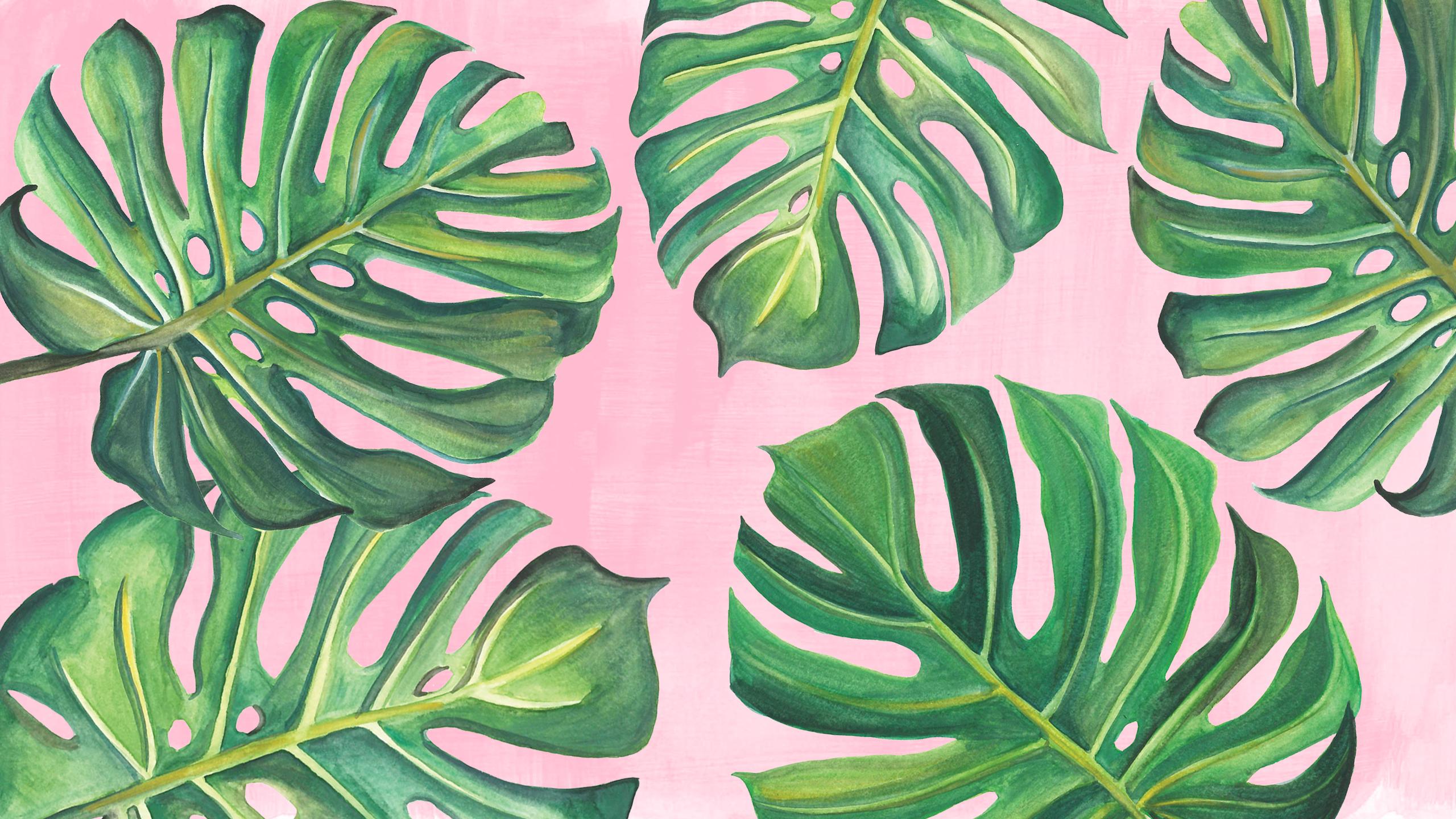 Monstera Desktop Wallpapers - Top Free Monstera Desktop Backgrounds