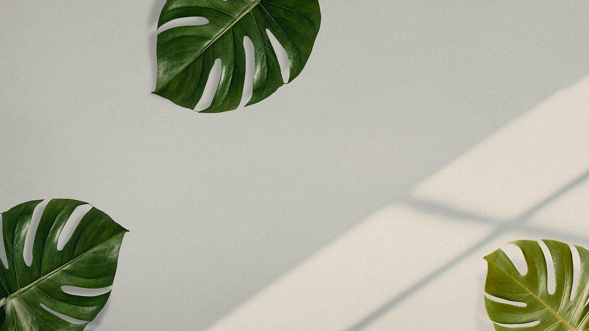 Monstera Desktop Wallpapers - Top Free Monstera Desktop Backgrounds