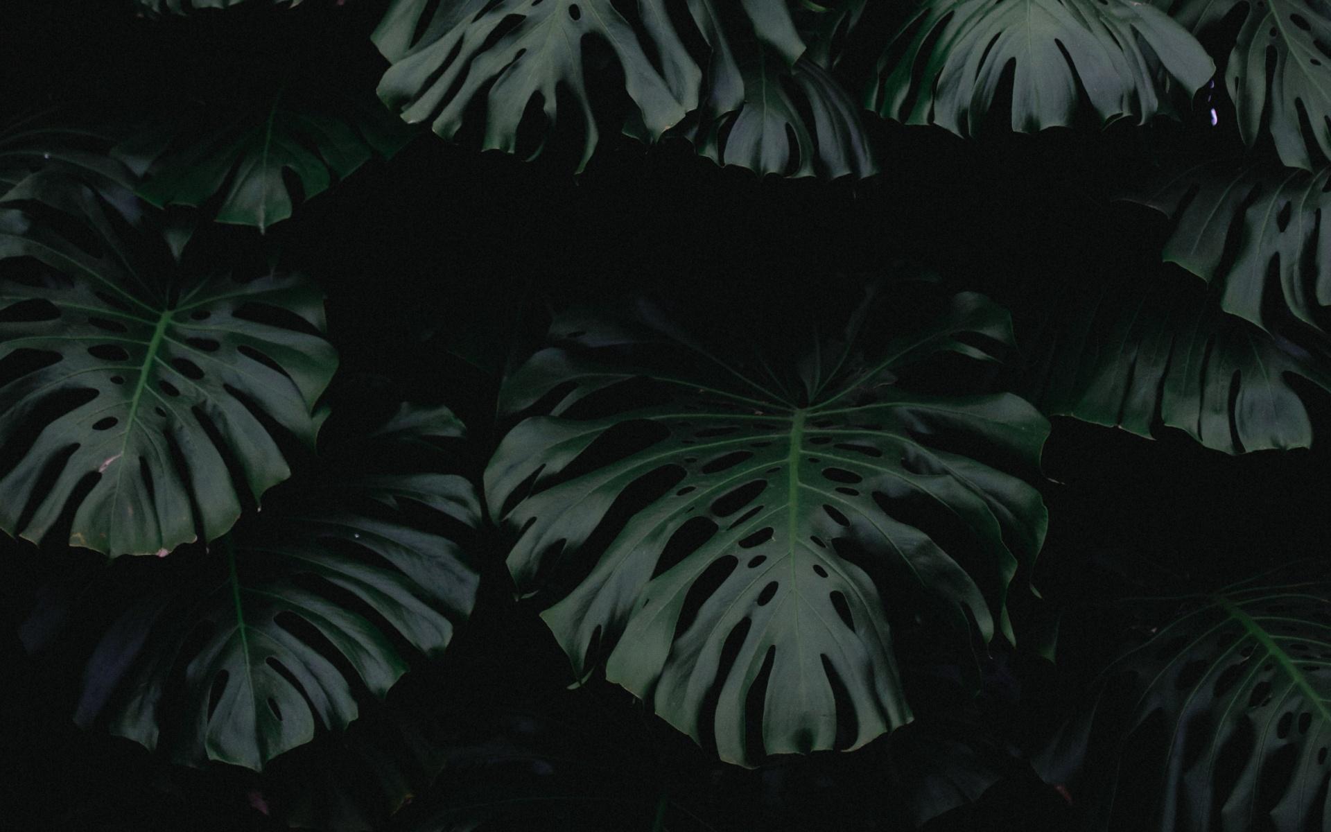 Monstera Desktop Wallpapers - Top Free Monstera Desktop Backgrounds