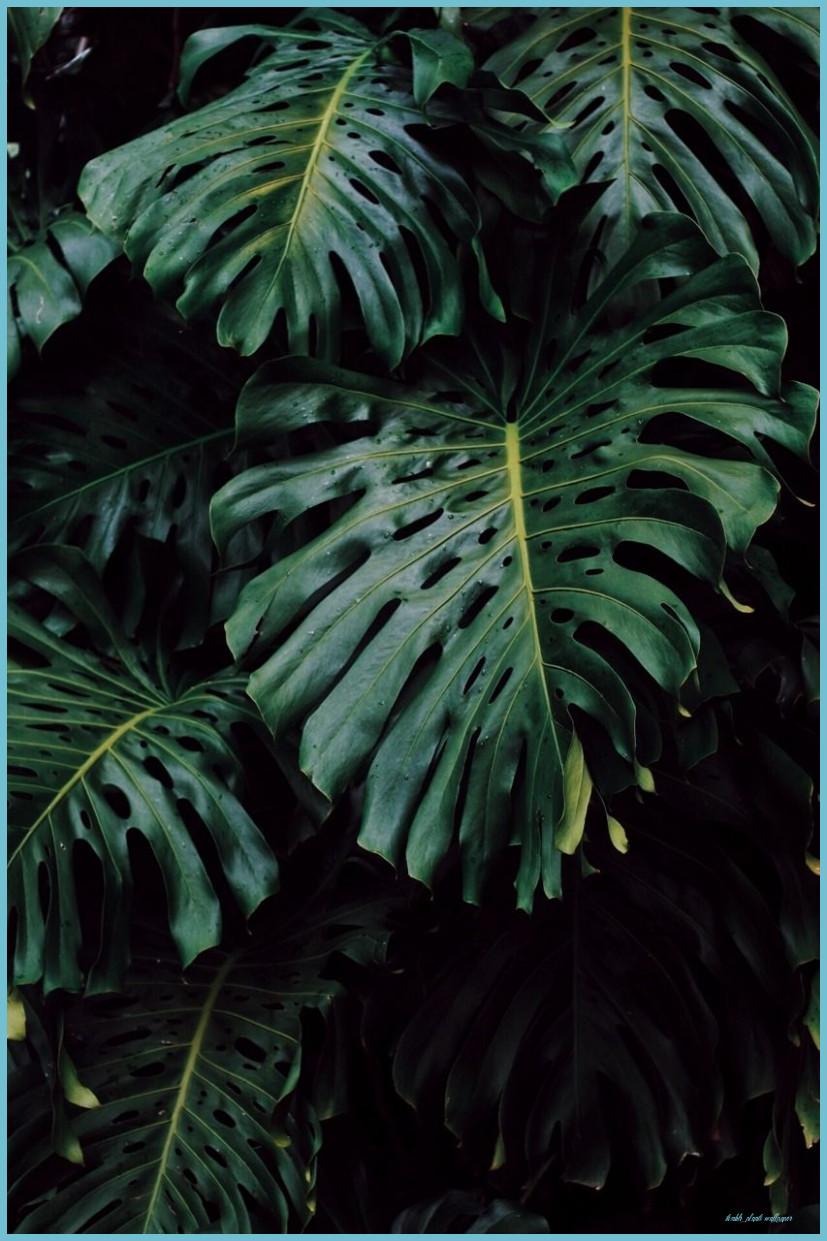 Monstera Plant Wallpapers - Top Free Monstera Plant Backgrounds ...