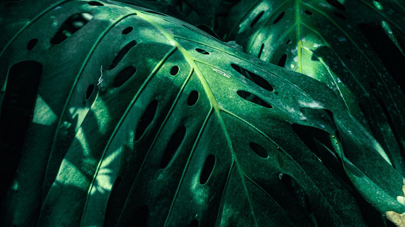 Monstera Desktop Wallpapers - Top Free Monstera Desktop Backgrounds 