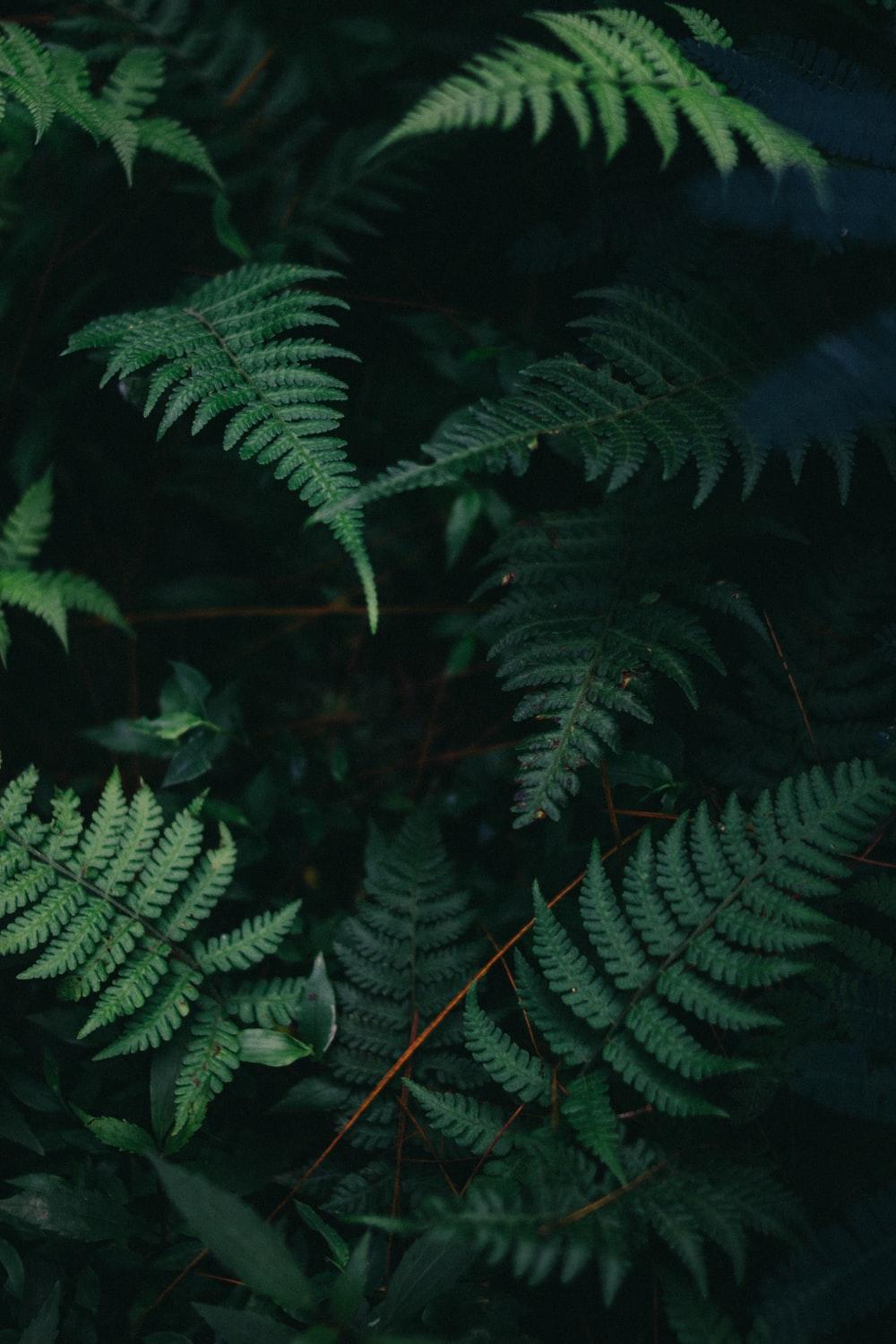 1000x1500 Dark Plants Picture. Download Free Image