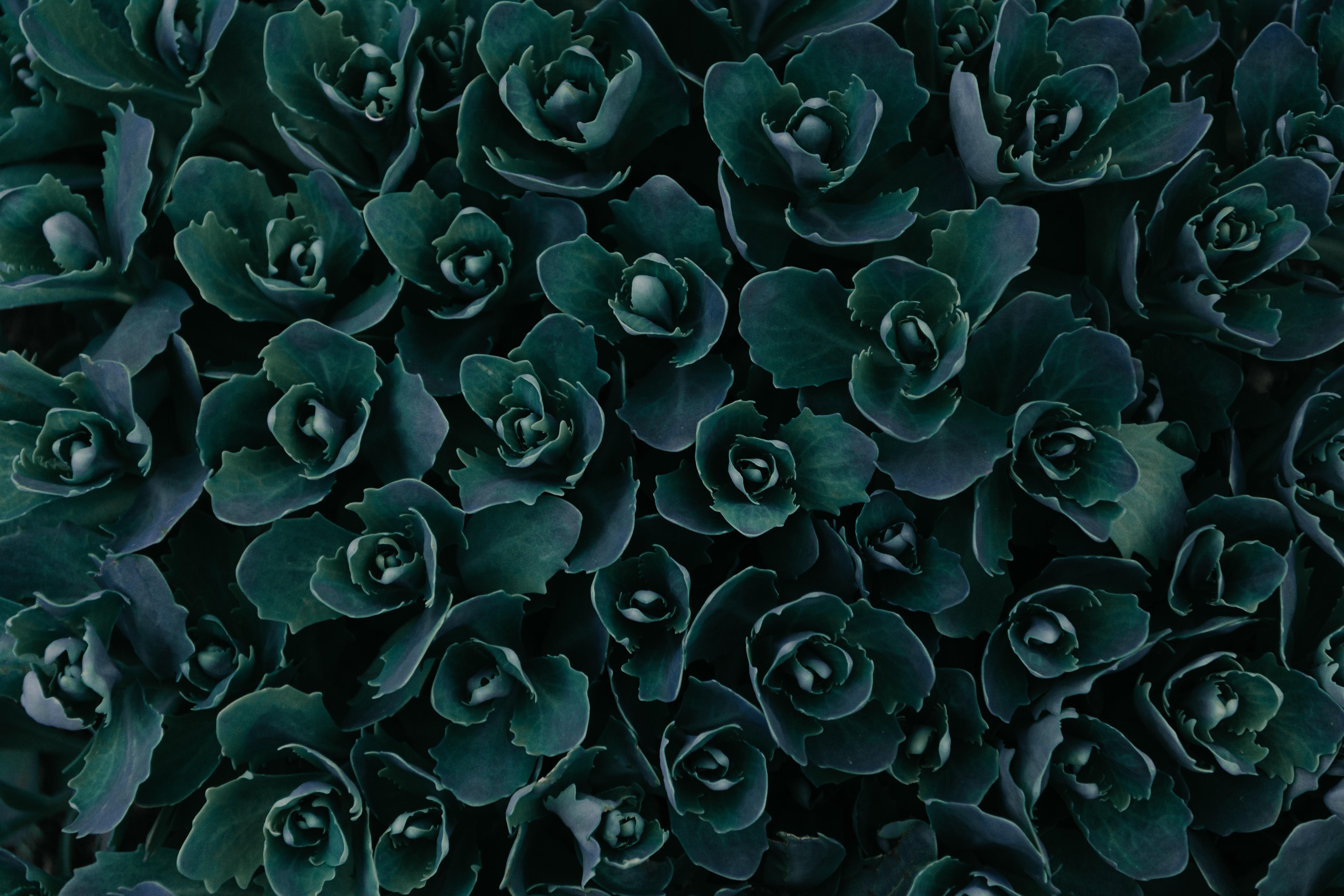 6000x4000 Dark Green Plants