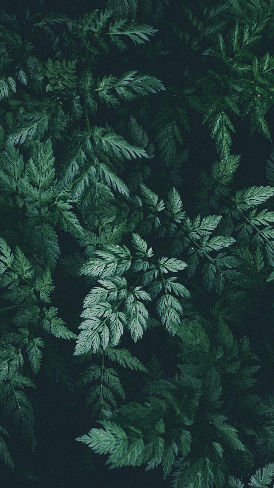 938x1668 Download Wallpaper 938x1668 Leaves, Green, Dark, Plant Iphone 8 7 6s 6 For Parallax HD Background