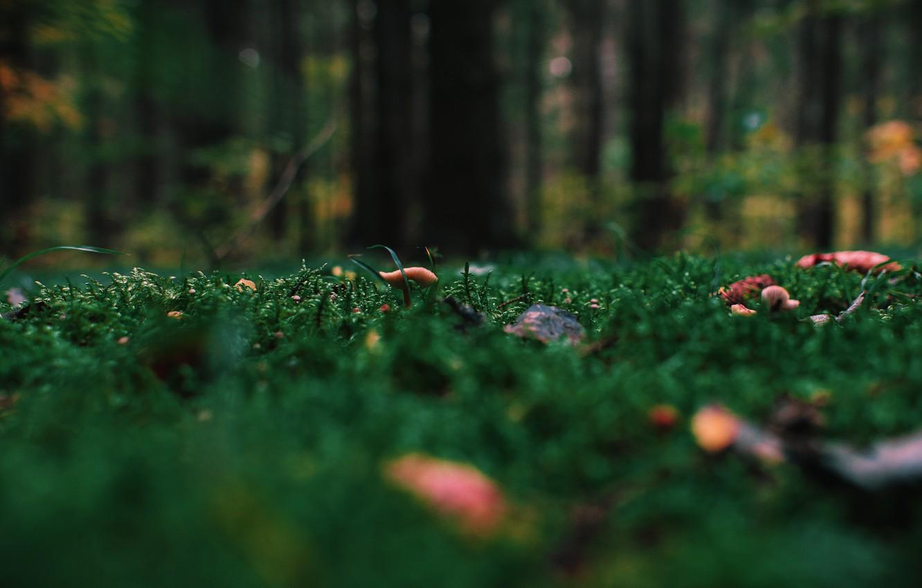 1332x850 Wallpaper Nature, Grass, Plant, Plants, Nature, Grass, Forest, Flora, Plants, Mushroom, Flora, Plant, Close Up, Irina Iriser, By Irina Iriser, Dark Green Image For Desktop, Section макро