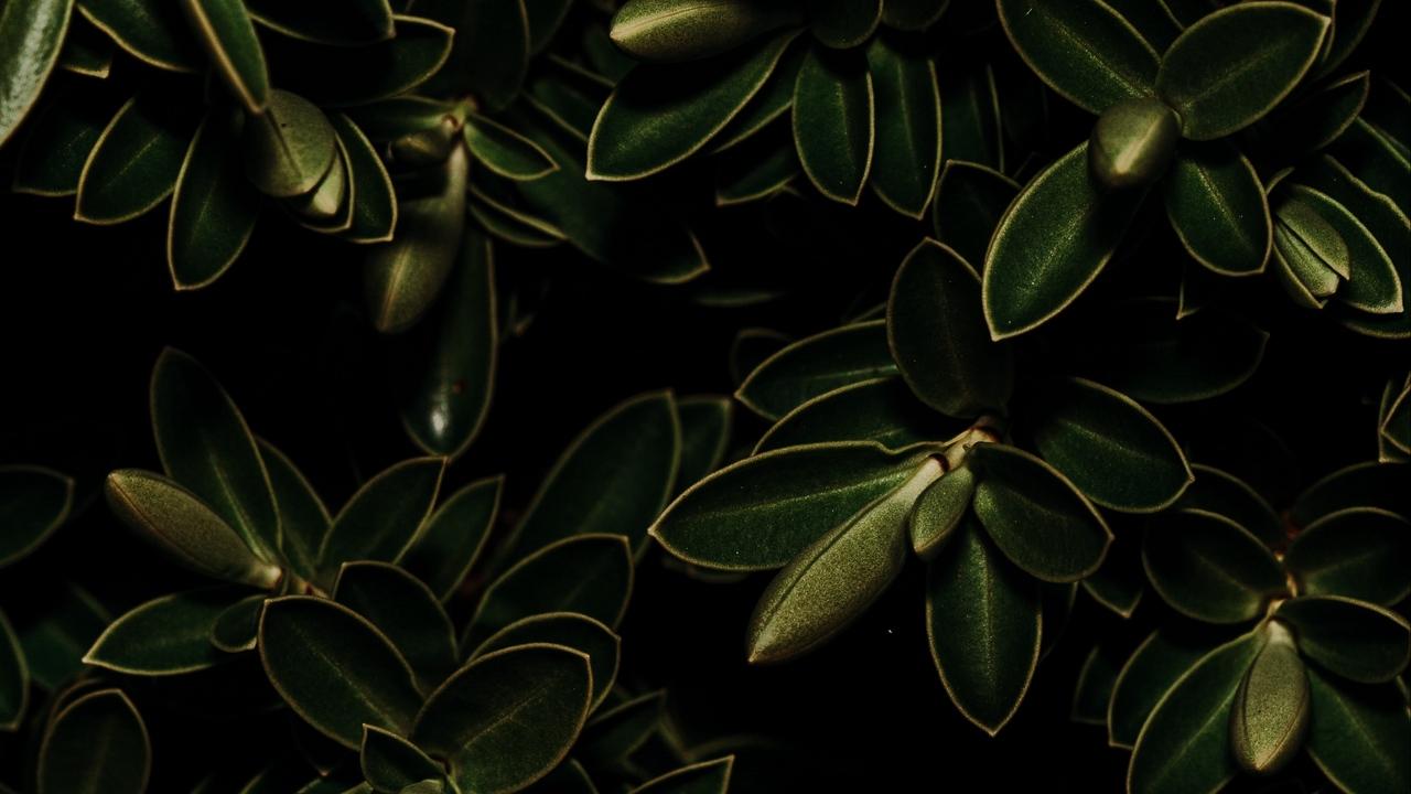 1280x720 Wallpaper leaves plants green dark