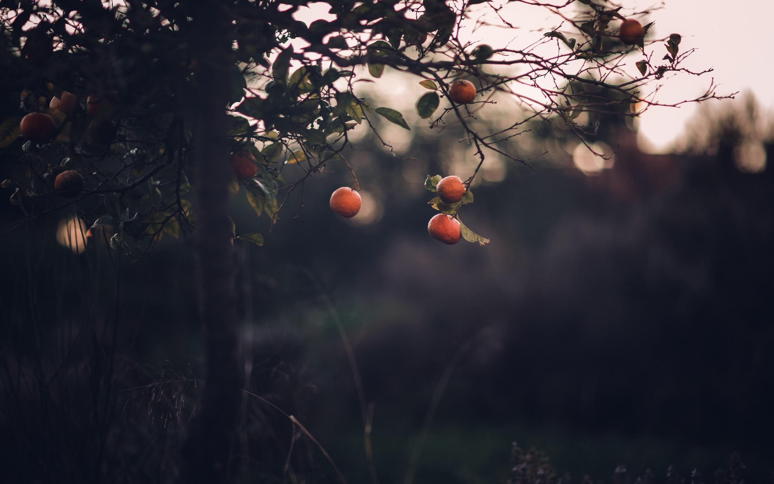 2560x1600 dark, Plants, Trees Wallpaper HD / Desktop and Mobile Background
