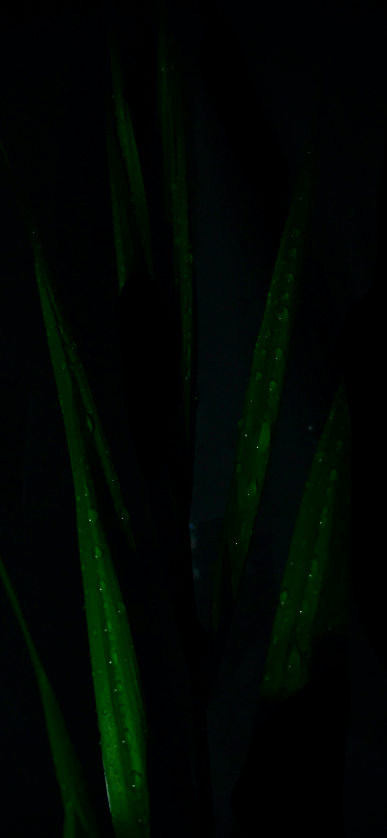 Dark Plants Wallpapers Top Free Dark Plants Backgrounds WallpaperAccess