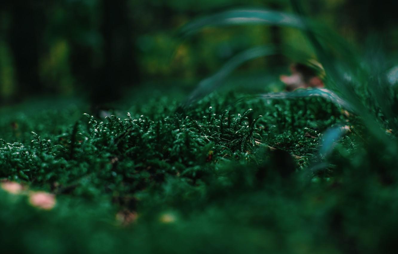 1332x850 Wallpaper Nature, Plant, Plants, Nature, Grass, Flora, Plants, Flora, Plant, Close Up, Irina Iriser, By Irina Iriser, Closeup Photo Of Green Grass, Dark Green, Green Grass Image For Desktop, Section макро