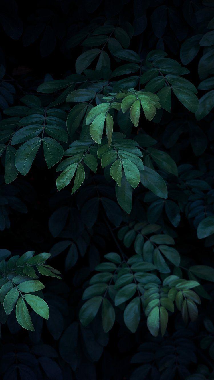 Dark Plants Wallpapers Top Free Dark Plants Backgrounds WallpaperAccess