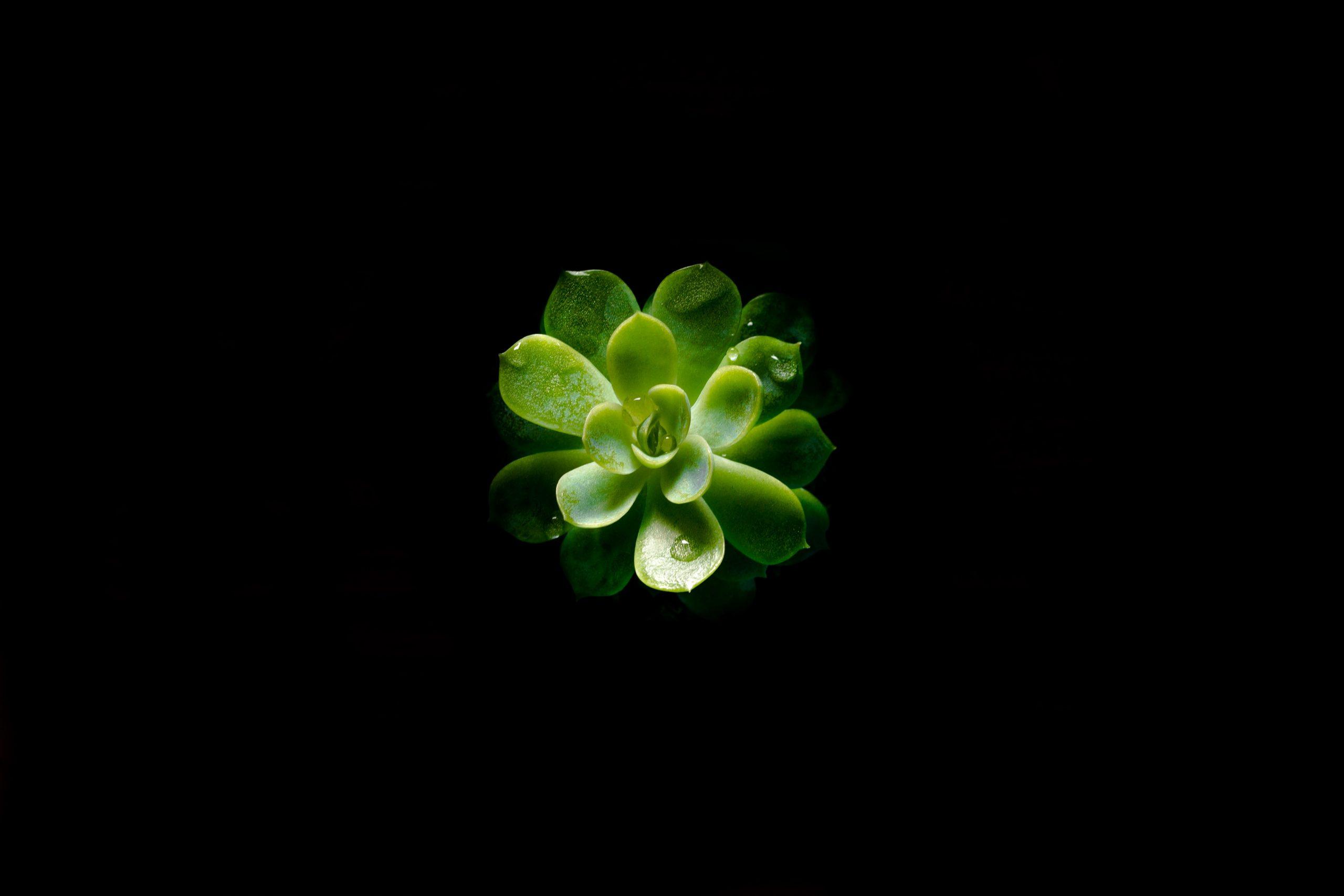2560x1707 Plant Black Wallpaper • Wallpaper For You HD Wallpaper For Desktop & Mobile