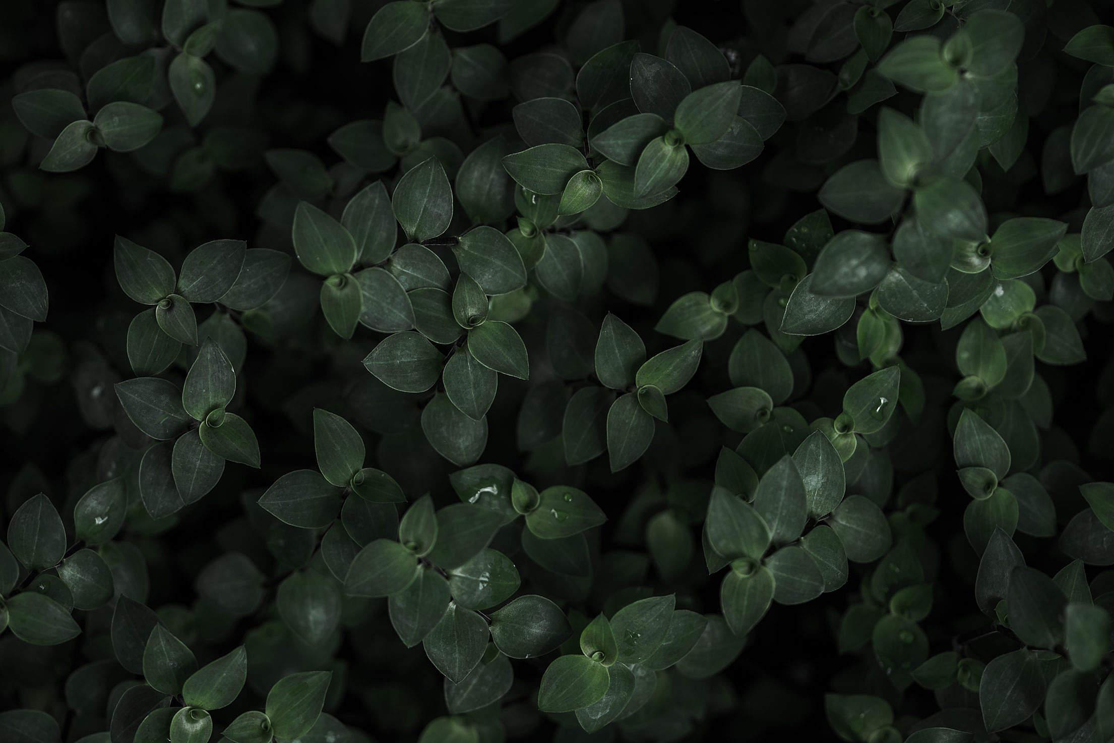 2210x1473 Free download Dark Plant Background picjumbo [2210x1473] for your Desktop, Mobile & Tablet. Explore Plant Background. Tropical Plant Wallpaper, Plant vs Zombies Wallpaper, Jimmy Page & Robert Plant Wallpaper
