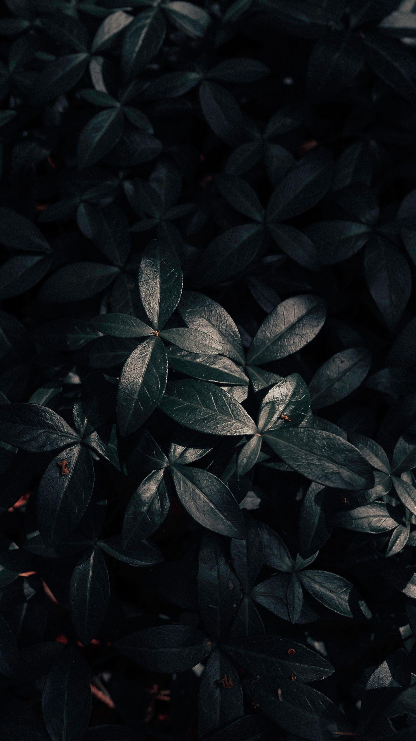 Dark Plants Wallpapers - Top Free Dark Plants Backgrounds - WallpaperAccess