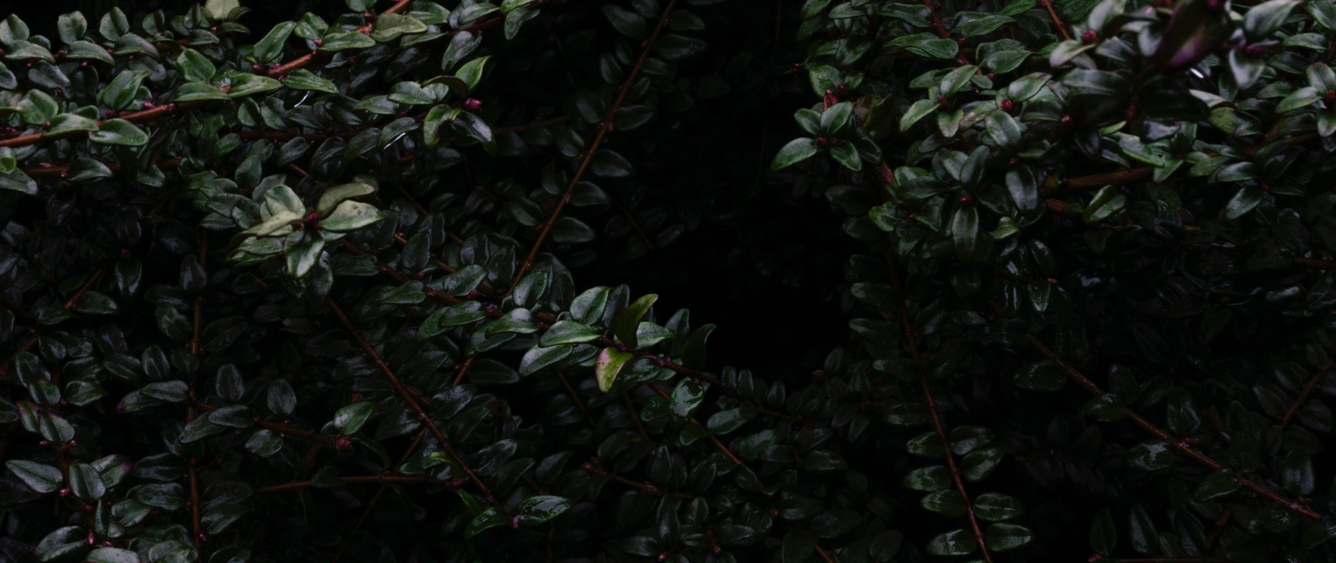 5120x2160 White And Green Ultra HD Wallpaper