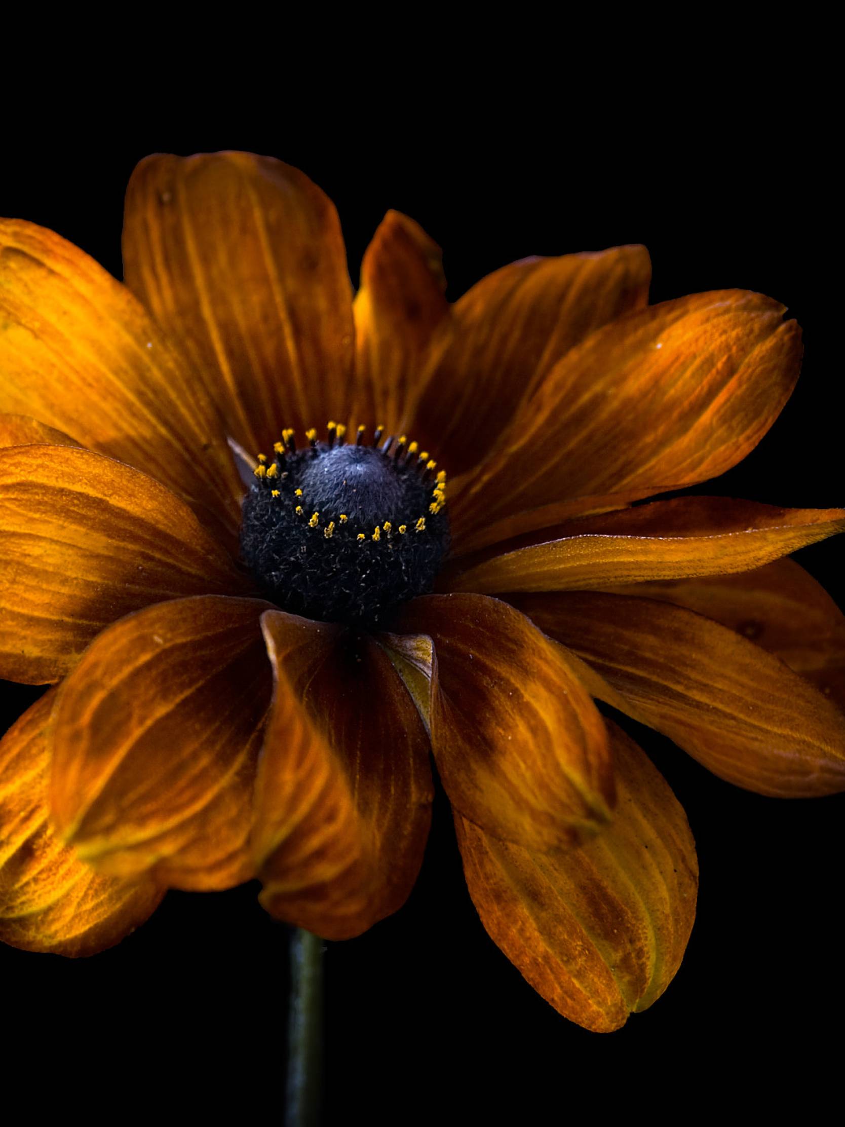 1668x2224 Dark Flowers Plants 1668x2224 Resolution Wallpaper, HD Flowers 4K Wallpaper, Image, Photo and Background