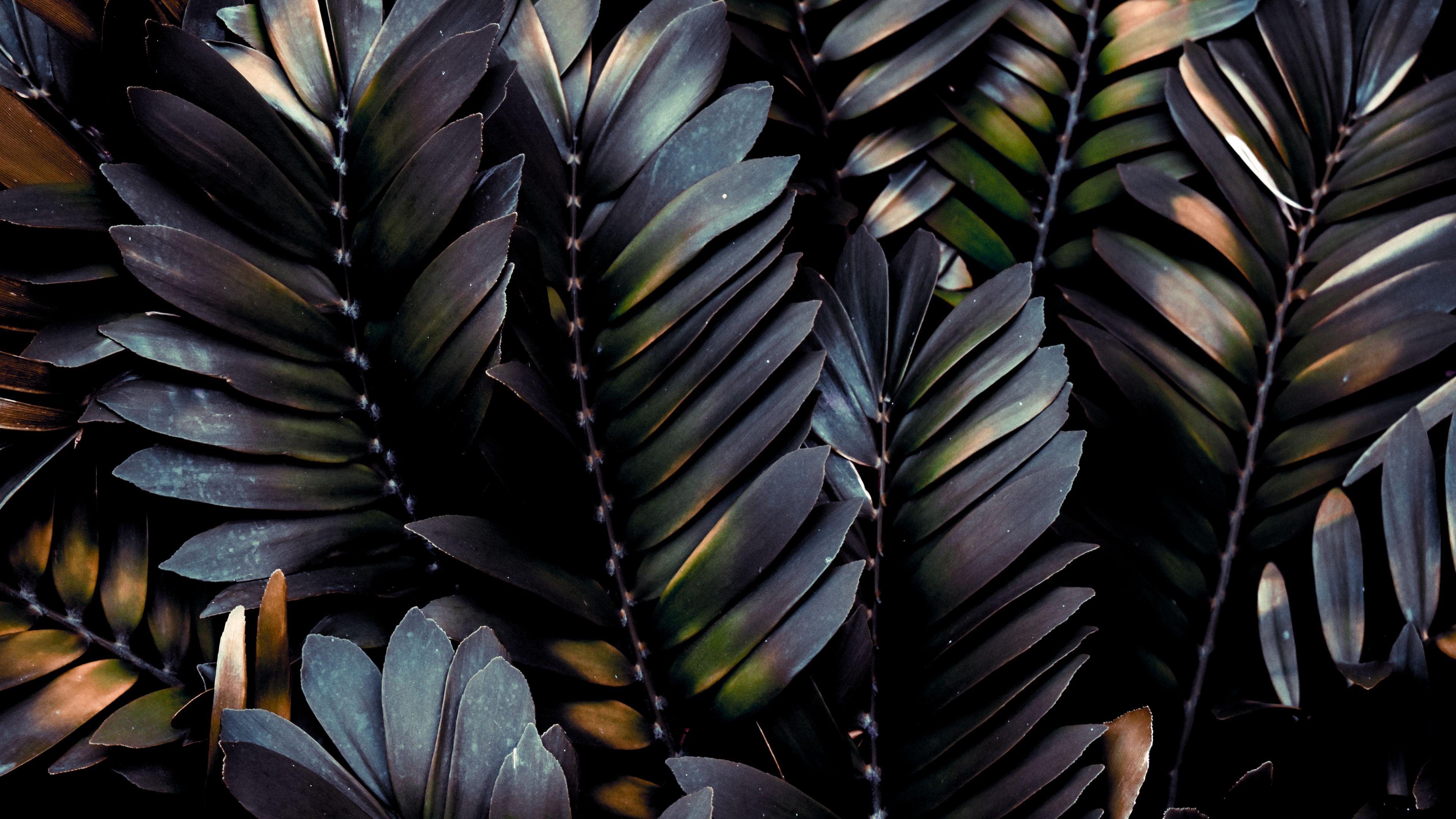 3840x2160 Download wallpaper 3840x2160 leaves, plant, dark, branches, palm 4k uhd 16:9 HD background
