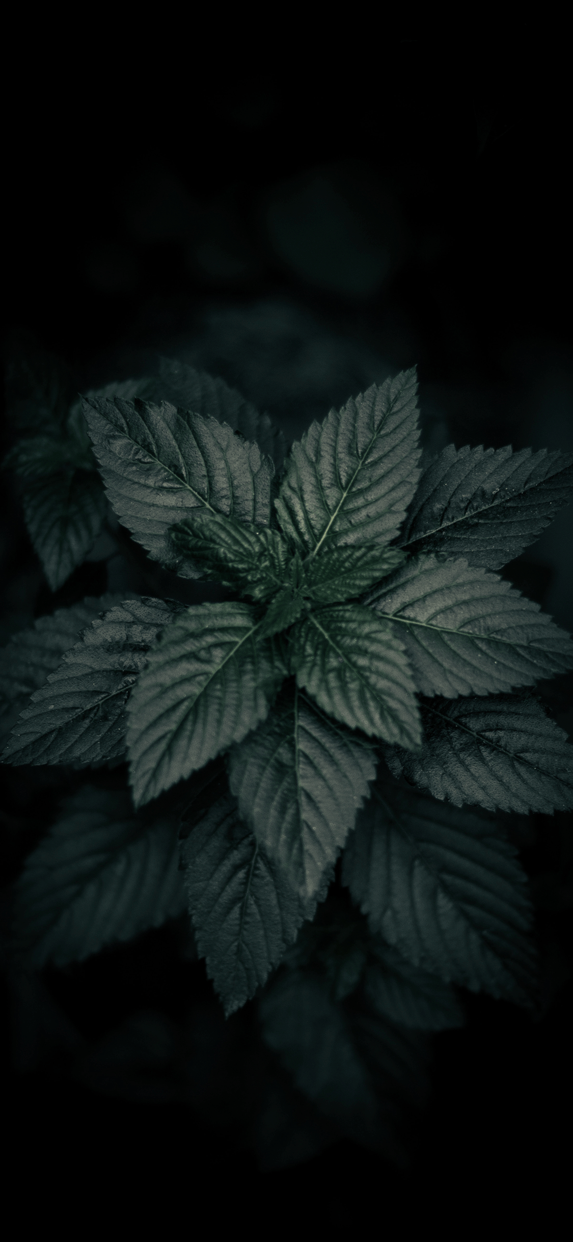 1125x2436 Dark Plant Wallpaper For iPhone